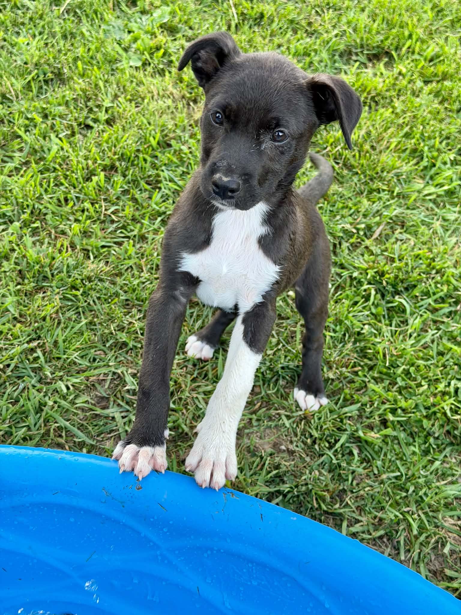 Gatsby, a ADOPTABLE mixed breed in Hatfield, PA image 2/6