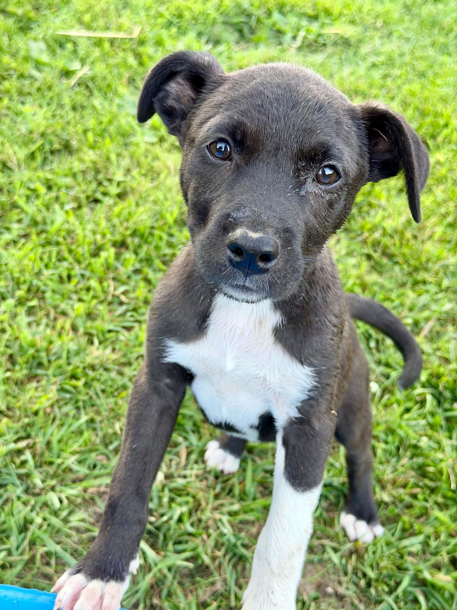 Gatsby, a ADOPTABLE mixed breed in Hatfield, PA image 3/6