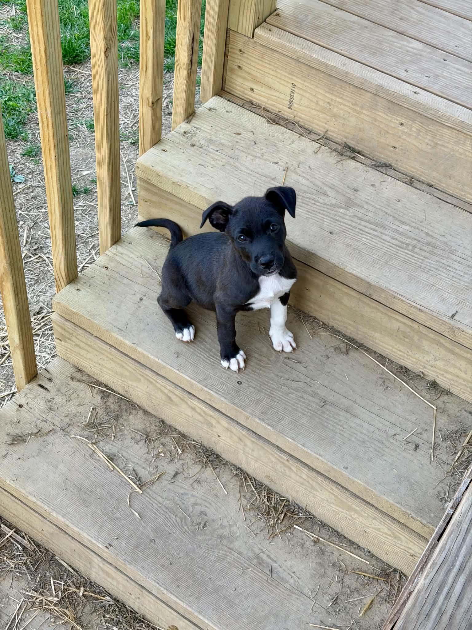 Gatsby, a ADOPTABLE mixed breed in Hatfield, PA image 5/6