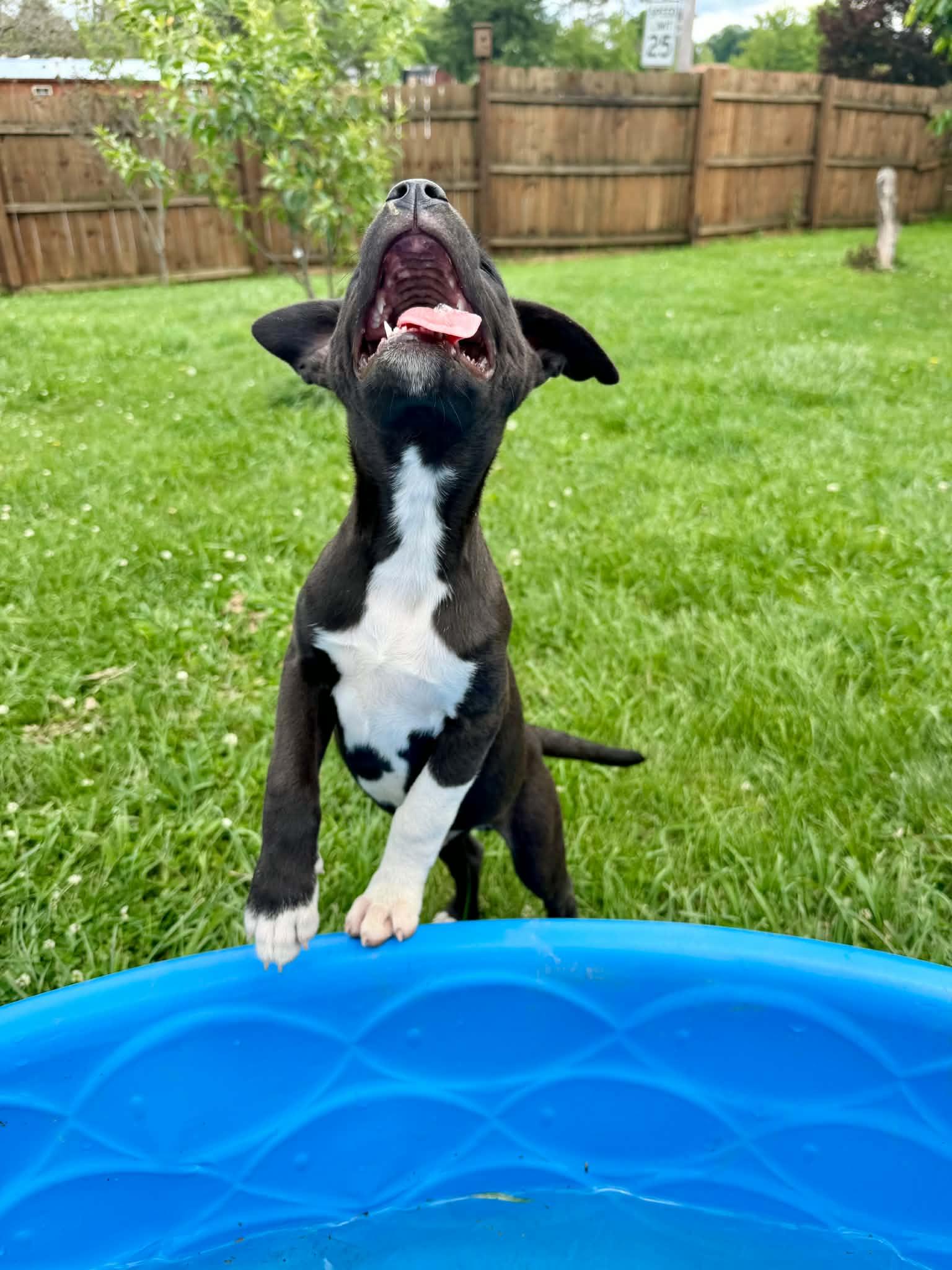 Gatsby, a ADOPTABLE mixed breed in Hatfield, PA image 6/6