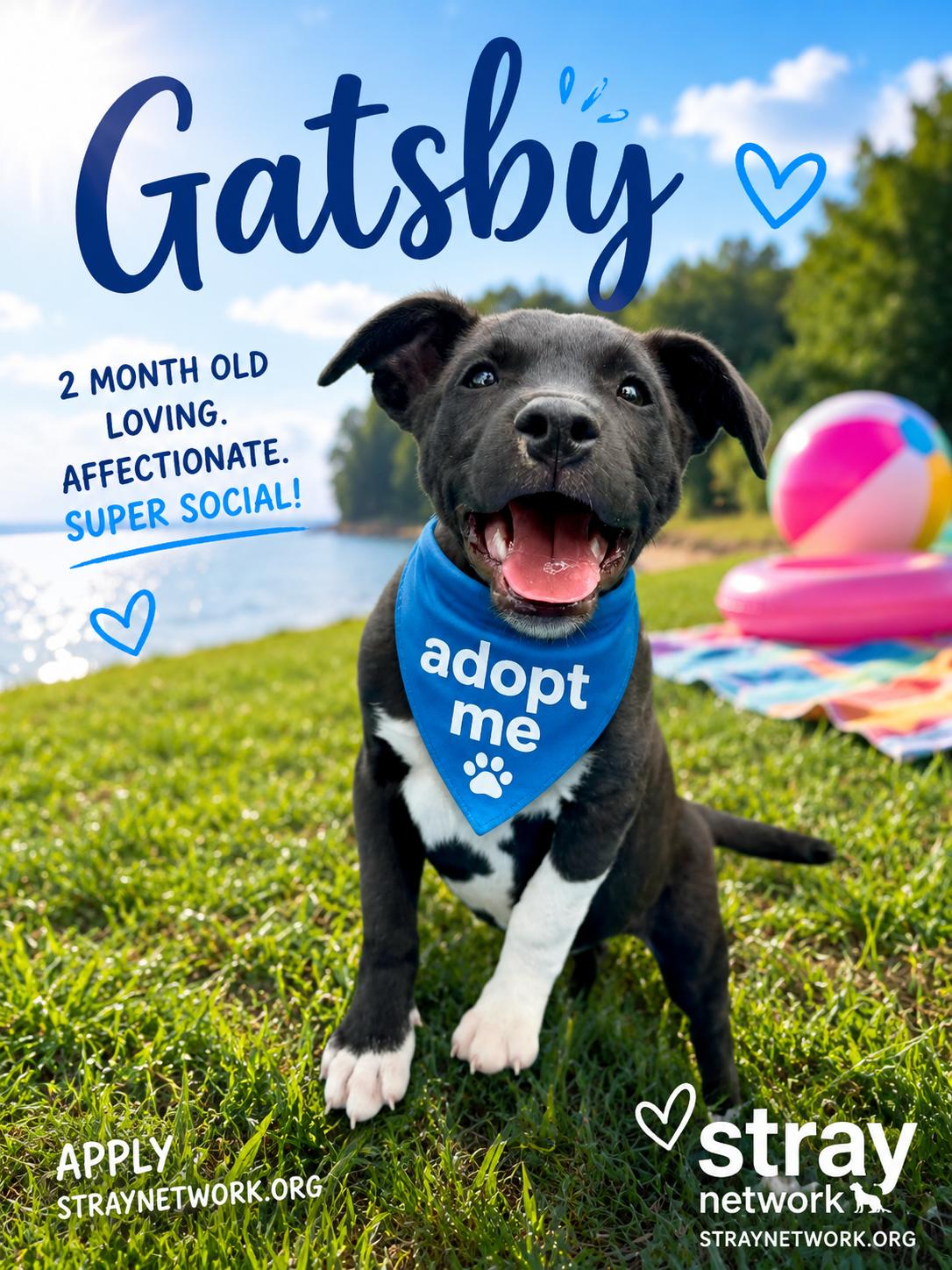 Gatsby, ADOPTABLE, Puppy Male Labrador Retriever & German Shepherd Dog.