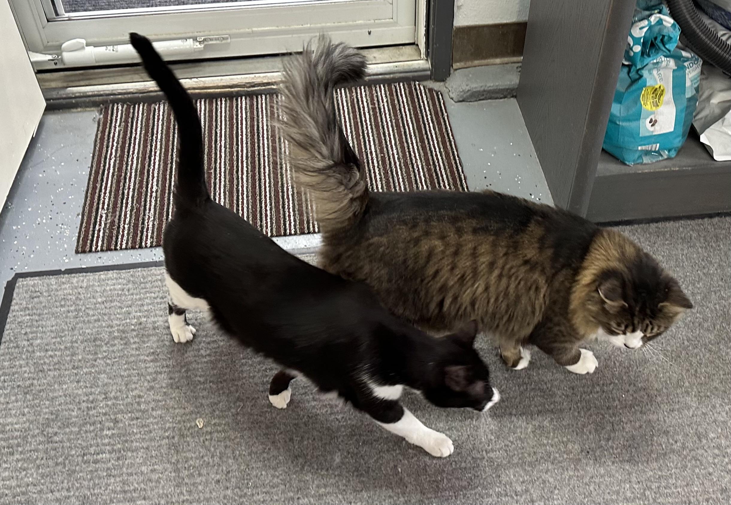 Enlarge Oscar, a Adoptable Domestic Short Hair in Wasilla, AK image 5/6