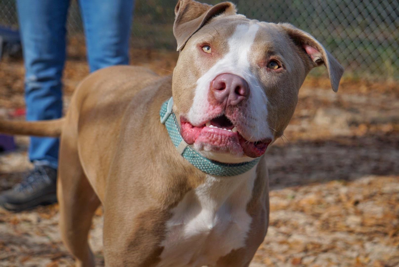 Tango, ADOPTABLE, Young Male American Bully & Labrador Retriever.