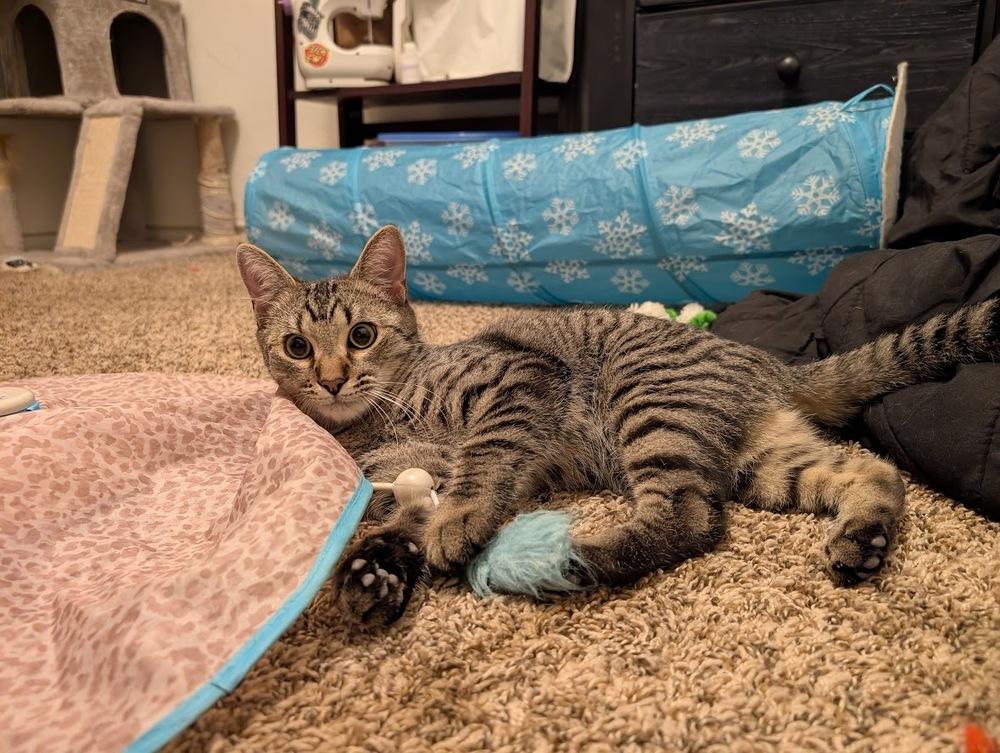 Samwise, Adoptable, Kitten Male Domestic Short Hair.