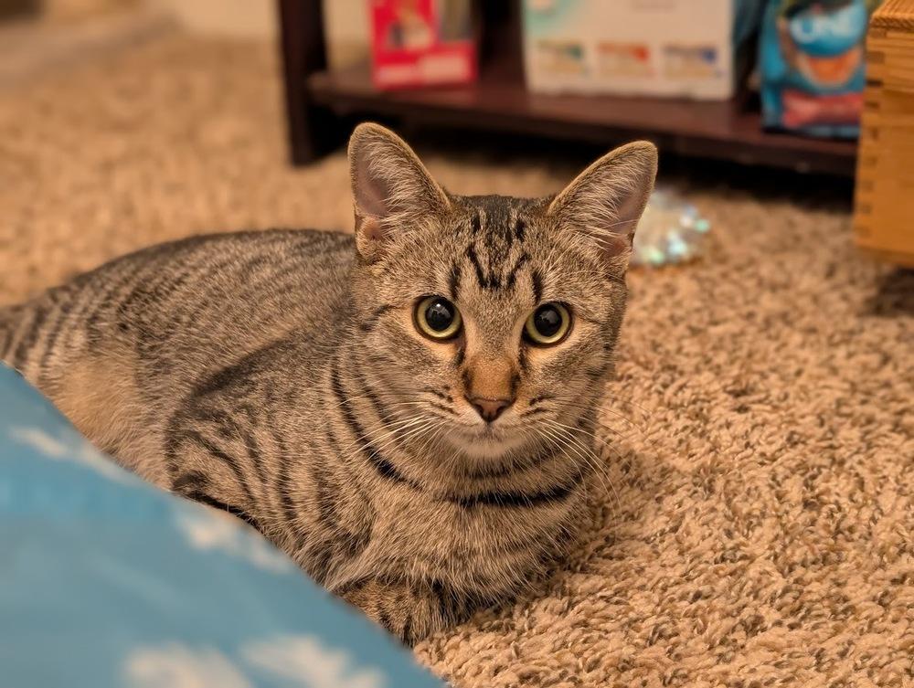 Enlarge Samwise, a Adoptable mixed breed in tucson, AZ image 2/6