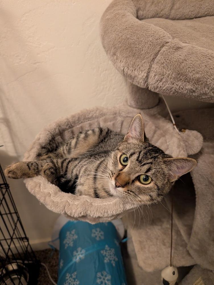 Enlarge Samwise, a Adoptable mixed breed in tucson, AZ image 3/6