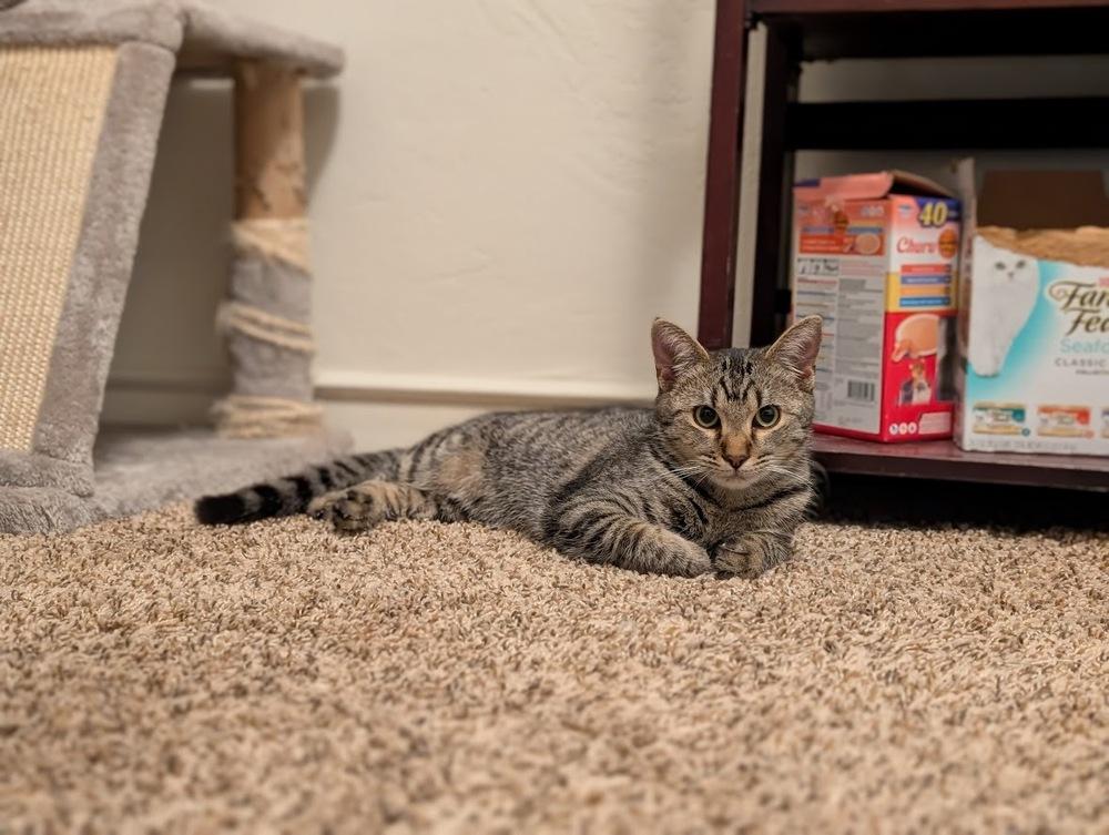 Enlarge Samwise, a Adoptable mixed breed in tucson, AZ image 4/6