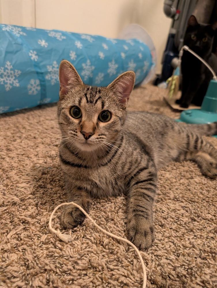 Enlarge Samwise, a Adoptable mixed breed in tucson, AZ image 5/6