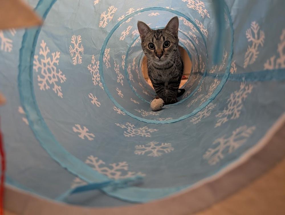 Enlarge Samwise, a Adoptable mixed breed in tucson, AZ image 6/6