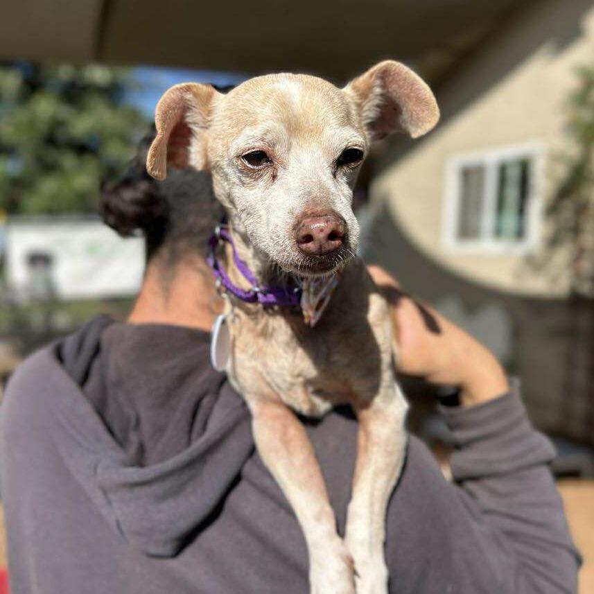 Peanut Peabody, Adoptable, Senior Male Chihuahua.