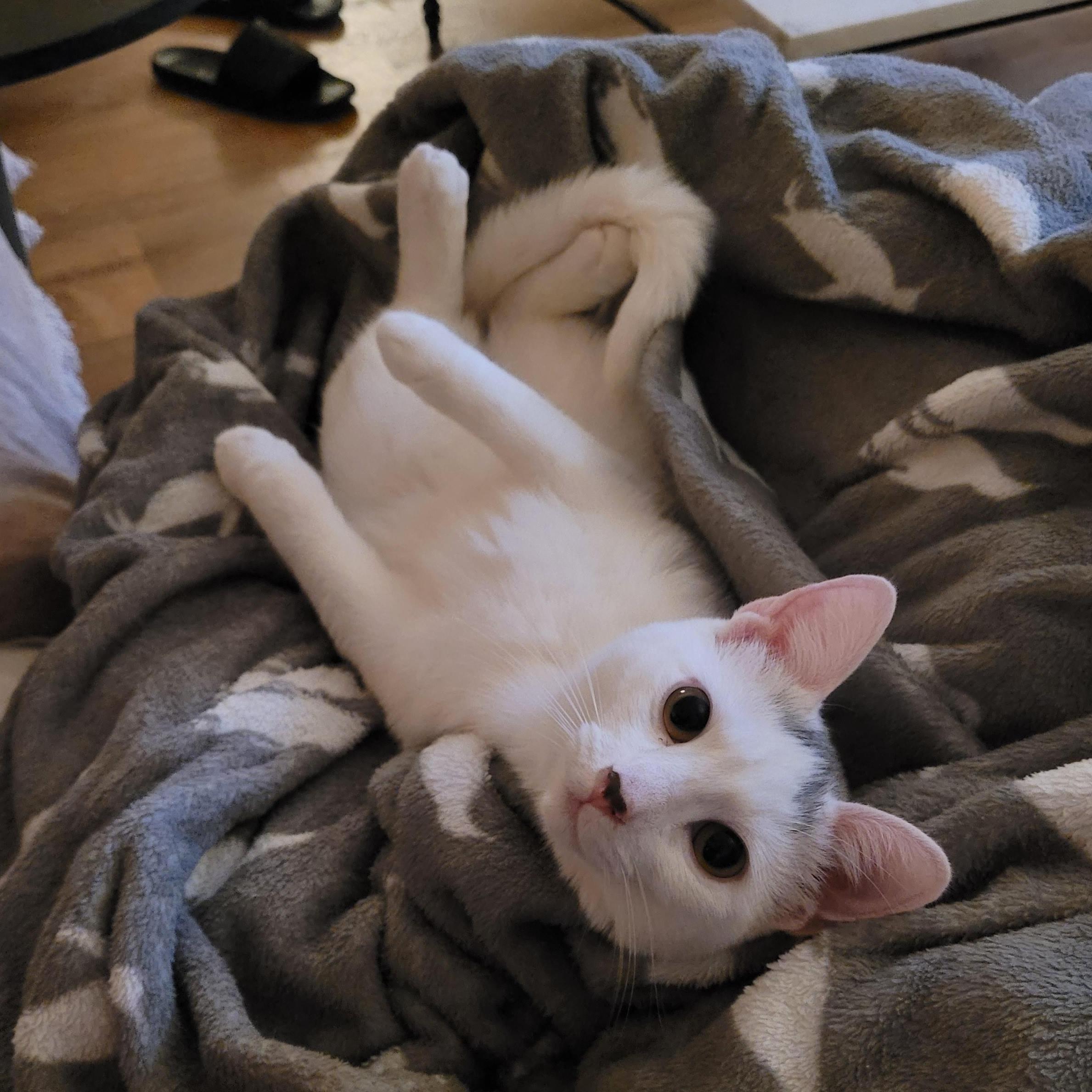 Enlarge Flurry & SnowCap, a ADOPTABLE Domestic Short Hair in Indianapolis, IN image 5/6