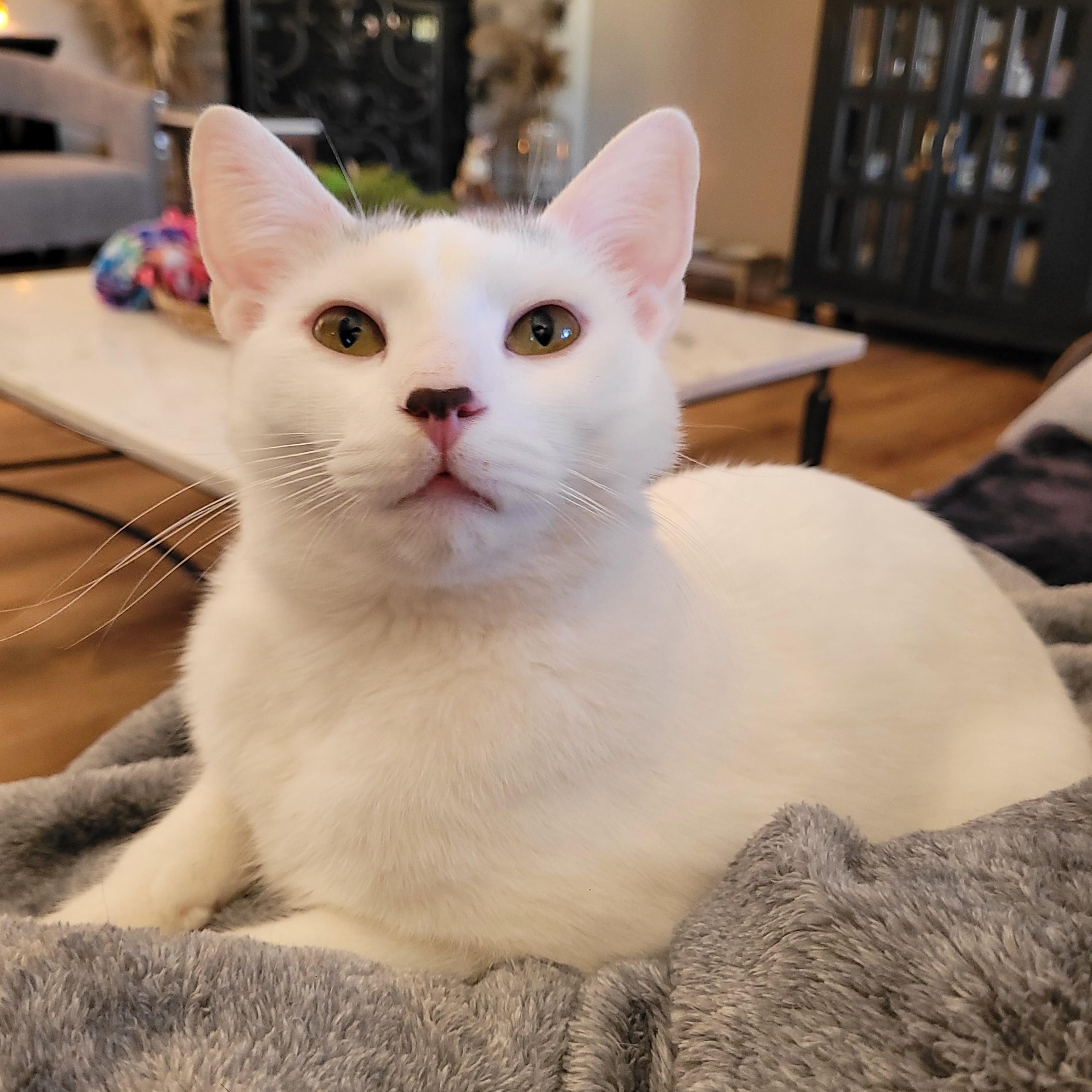 Enlarge SnowCap, an adoptable Domestic Short Hair in Indianapolis, IN image 6/6
