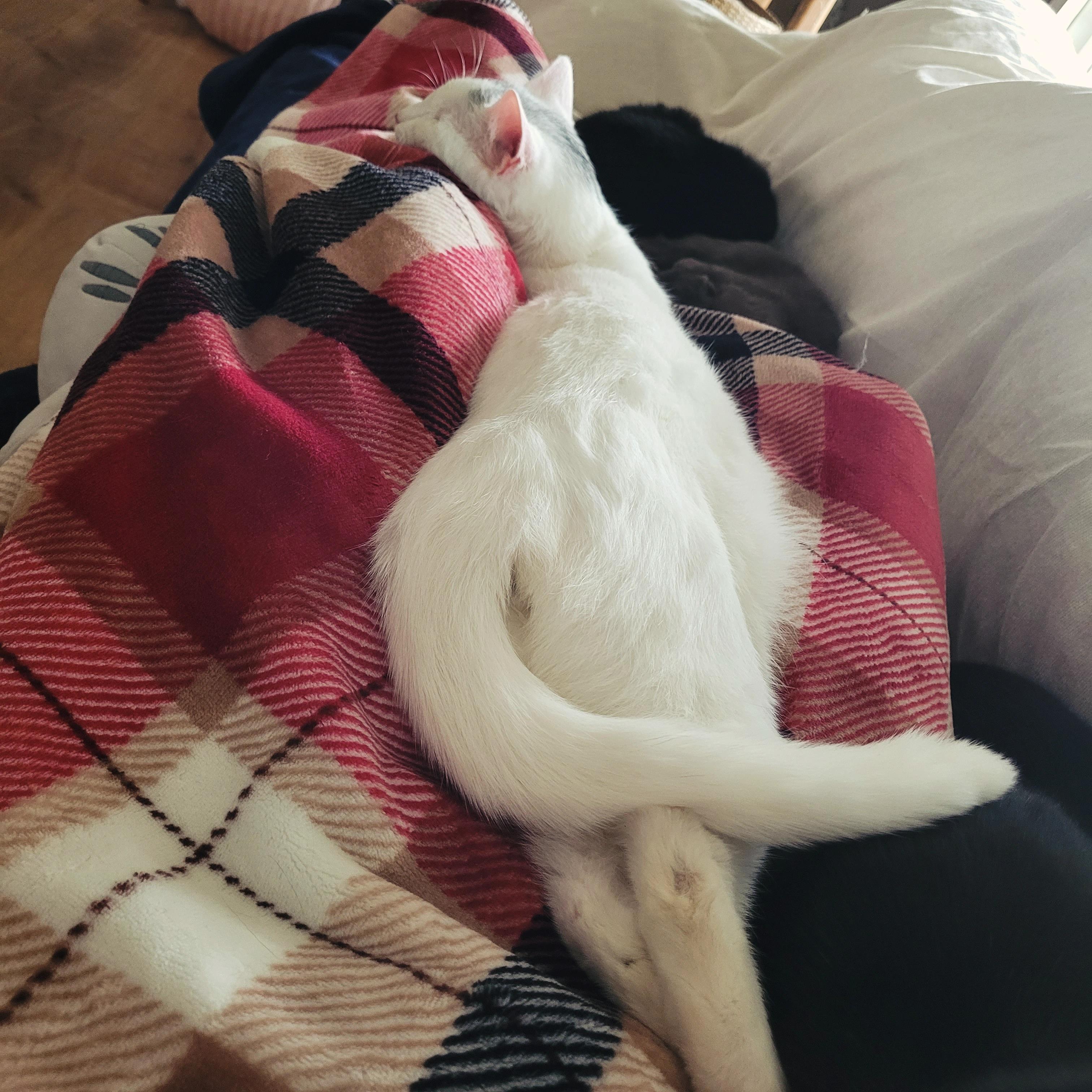 Enlarge SnowCap, an adoptable Domestic Short Hair in Indianapolis, IN image 4/6