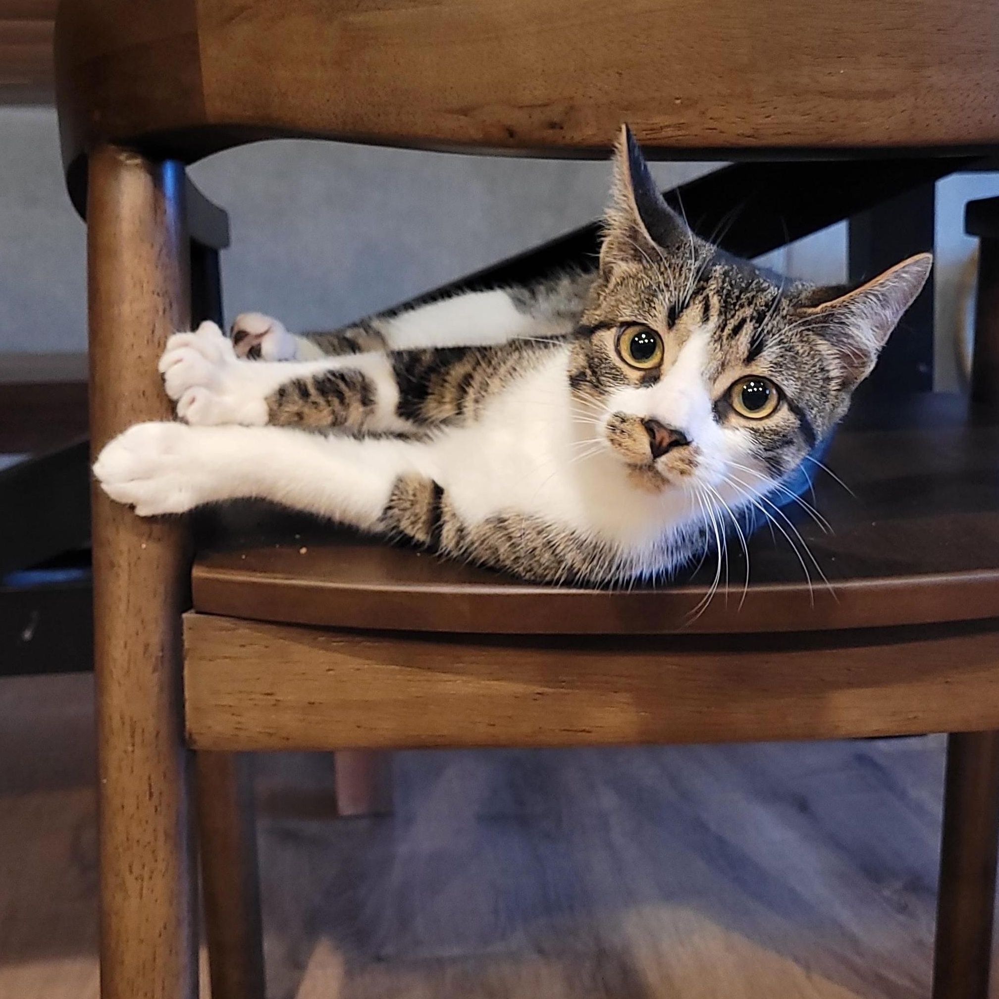 Enlarge Flurry & SnowCap, a ADOPTABLE Domestic Short Hair in Indianapolis, IN image 4/6