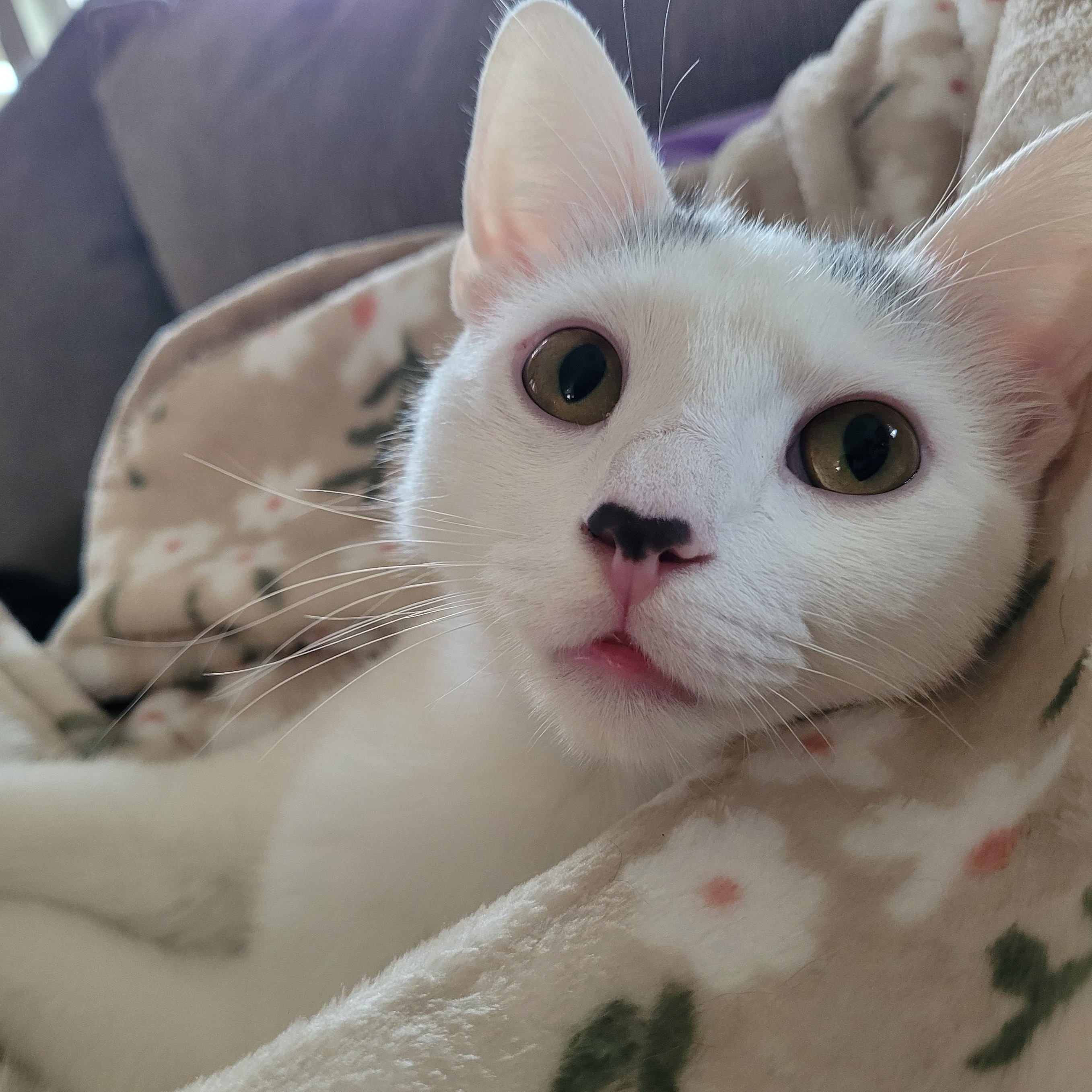 Enlarge SnowCap, an adoptable Domestic Short Hair in Indianapolis, IN image 1/6