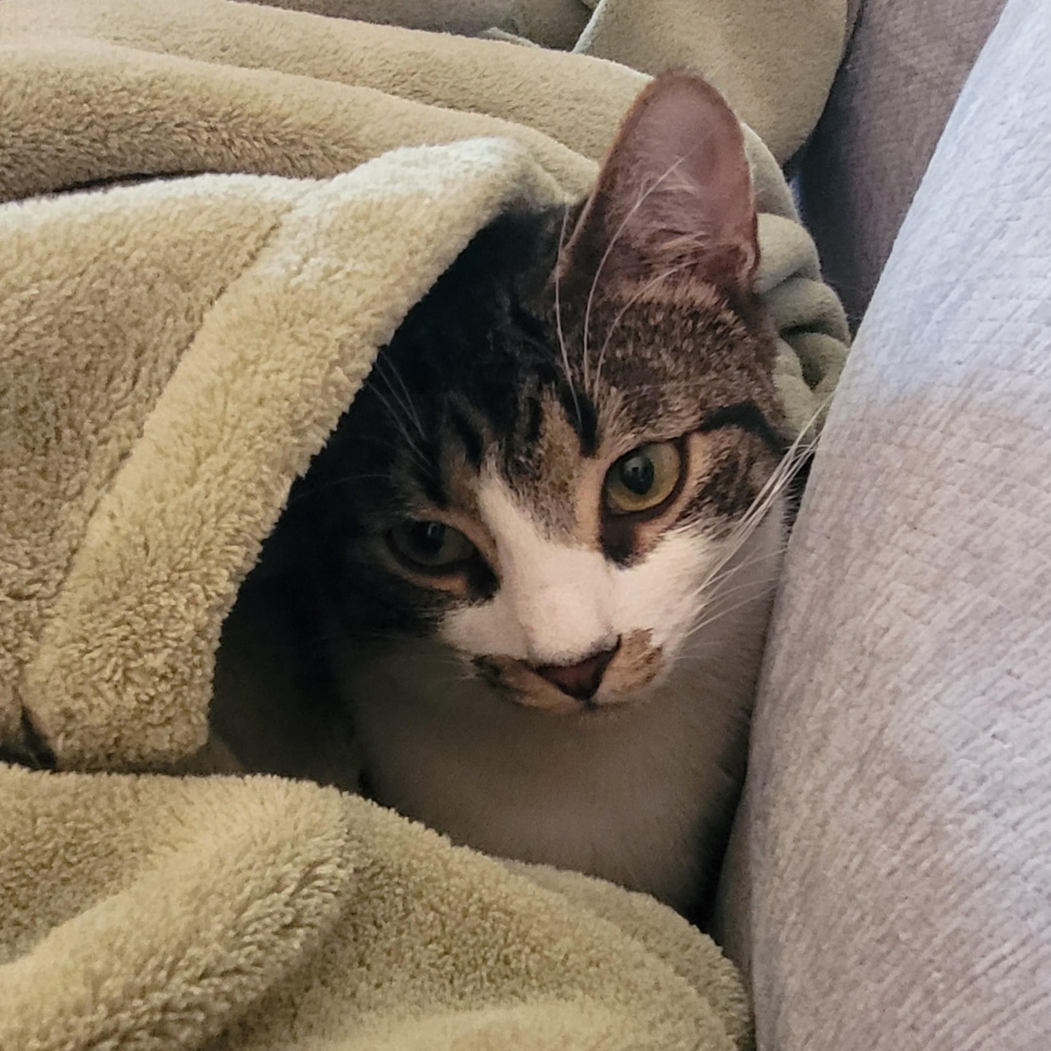 Enlarge Flurry & SnowCap, a ADOPTABLE Domestic Short Hair in Indianapolis, IN image 6/6