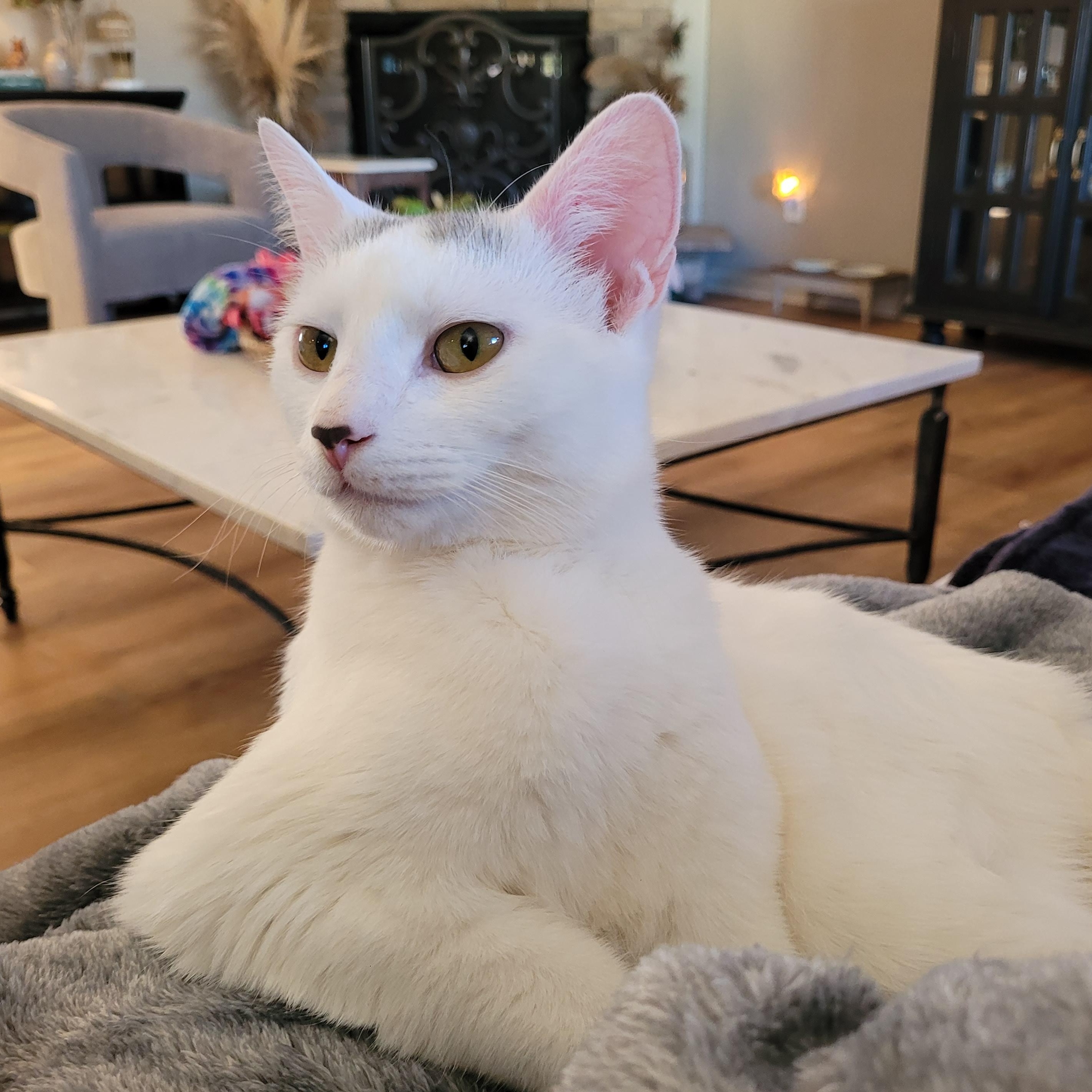 Enlarge SnowCap, an adoptable Domestic Short Hair in Indianapolis, IN image 5/6