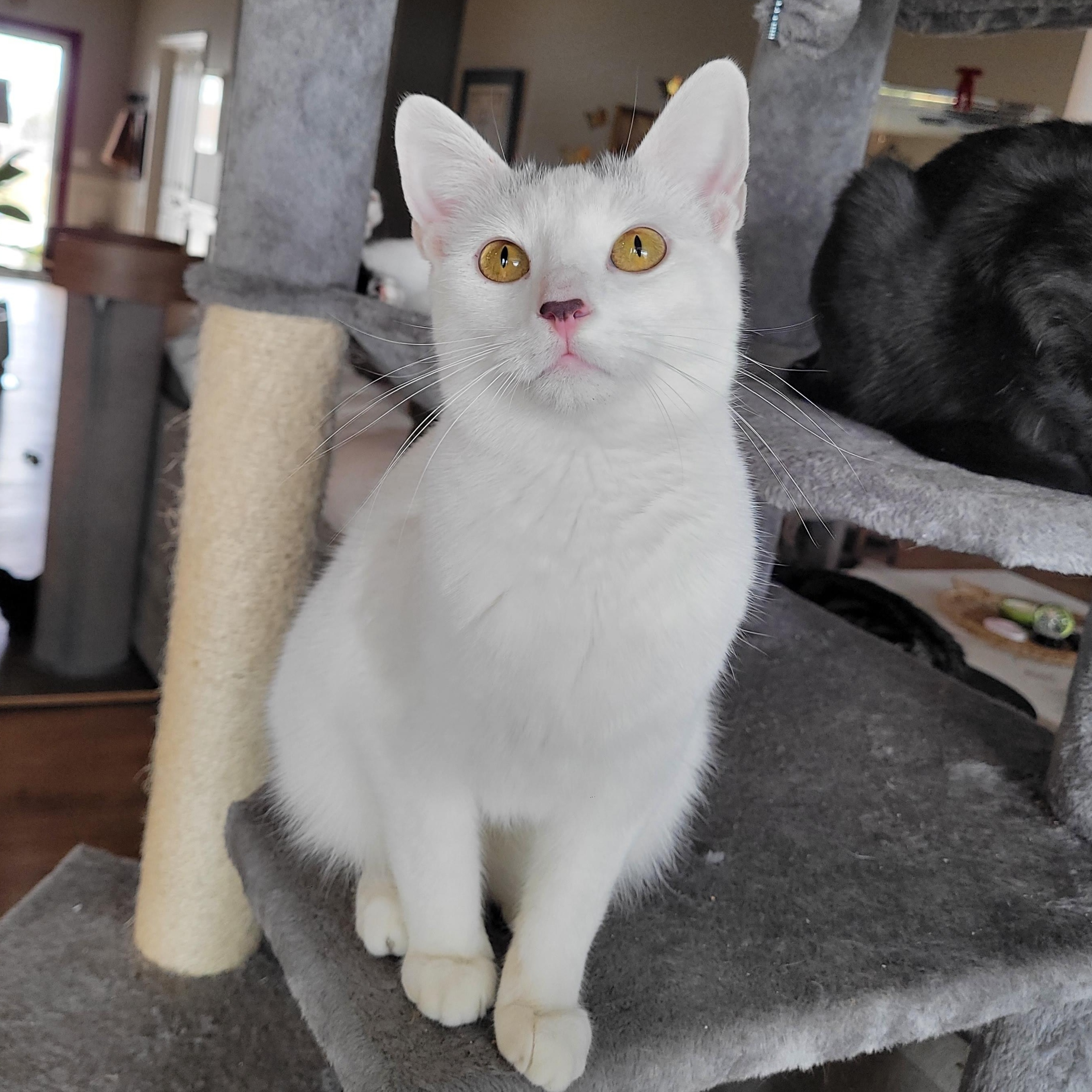 Enlarge Flurry & SnowCap, a ADOPTABLE Domestic Short Hair in Indianapolis, IN image 2/6