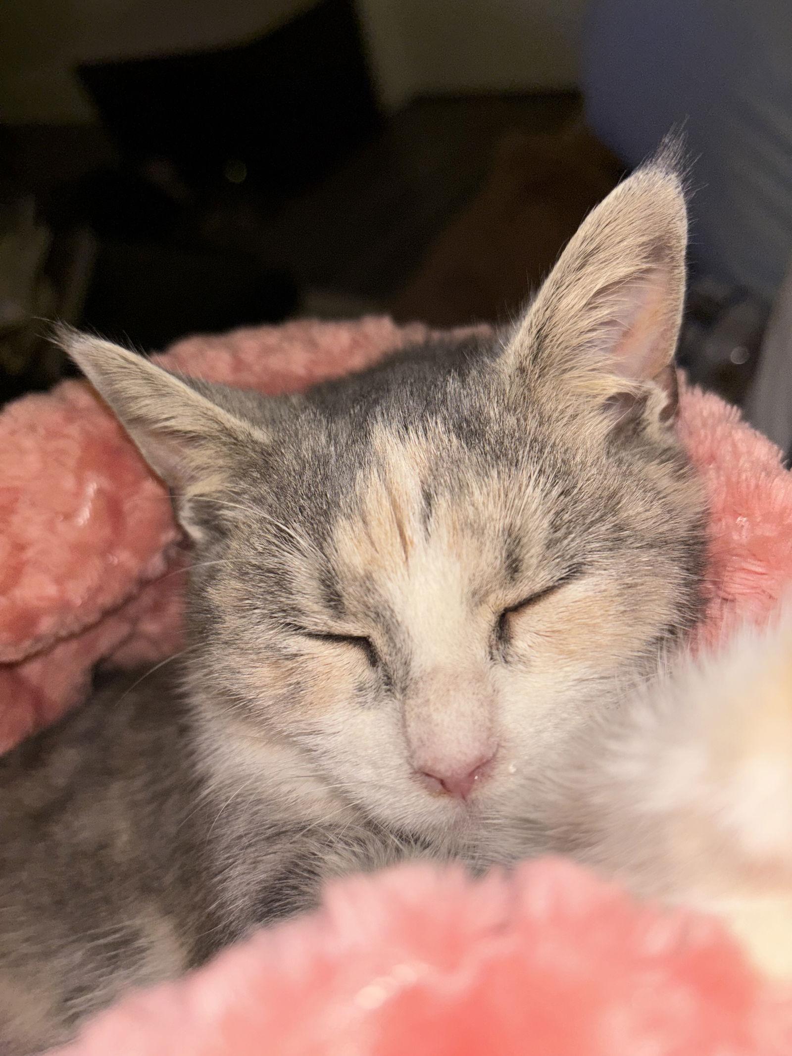 Primrose, Adoptable, Young Female Domestic Short Hair.