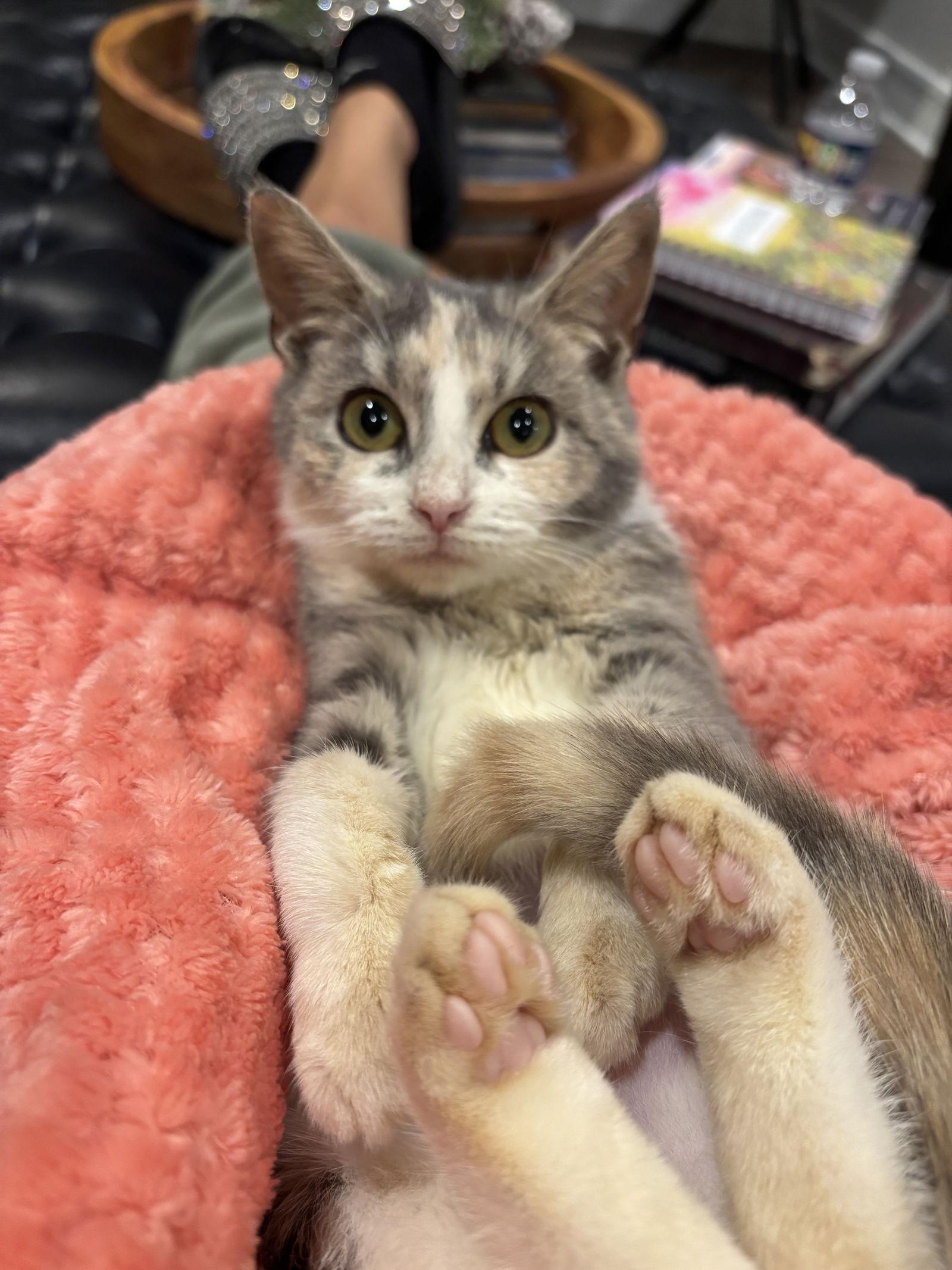 Enlarge Primrose, a Adoptable Domestic Short Hair in King George, VA image 2/2