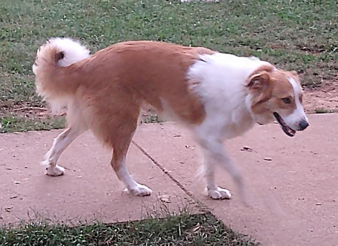 Tully ~ ADOPTED, Adopted, Adult Female Collie & Great Pyrenees.