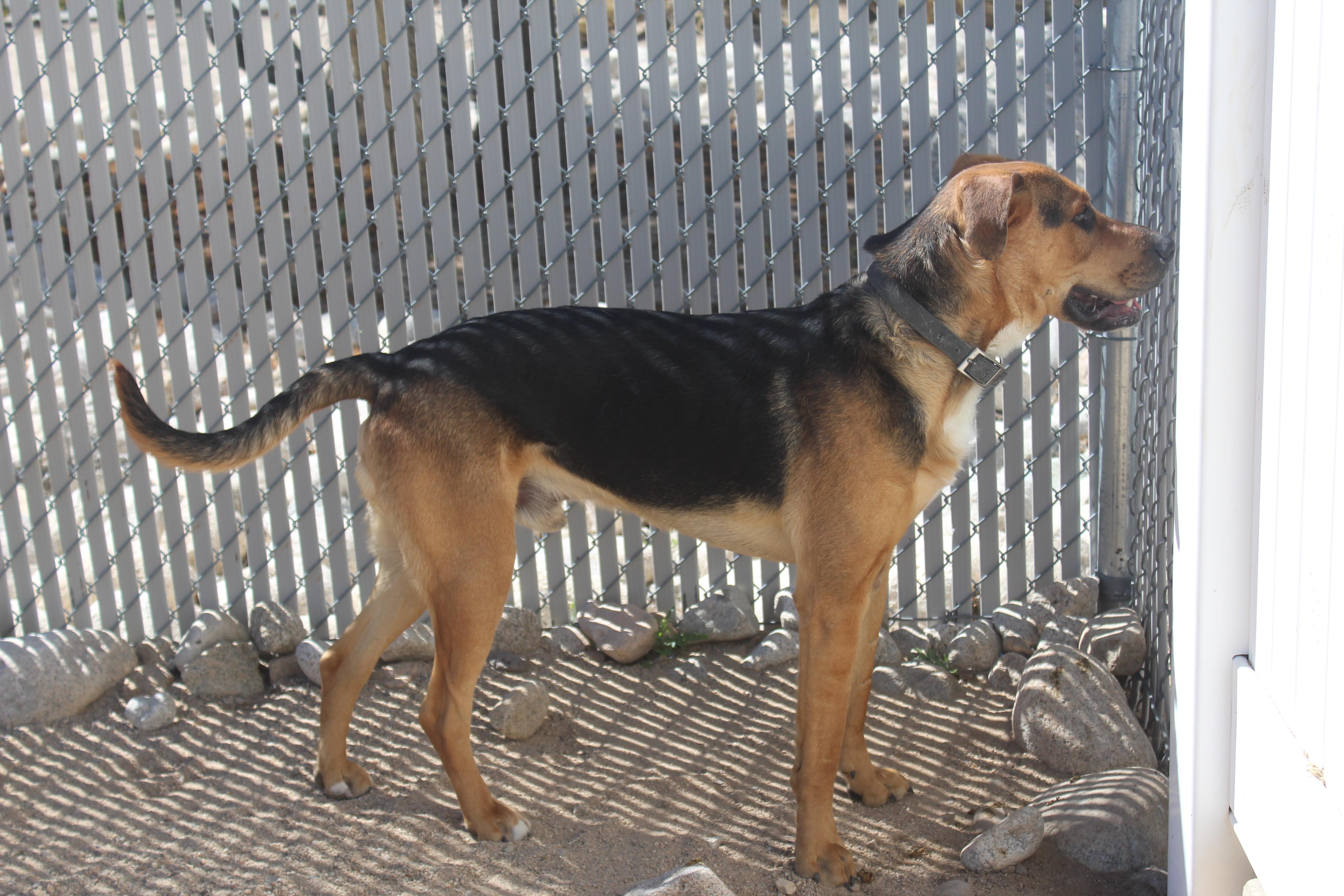 Zero, a Adoptable Shepherd in Yucca Valley, CA image 3/4
