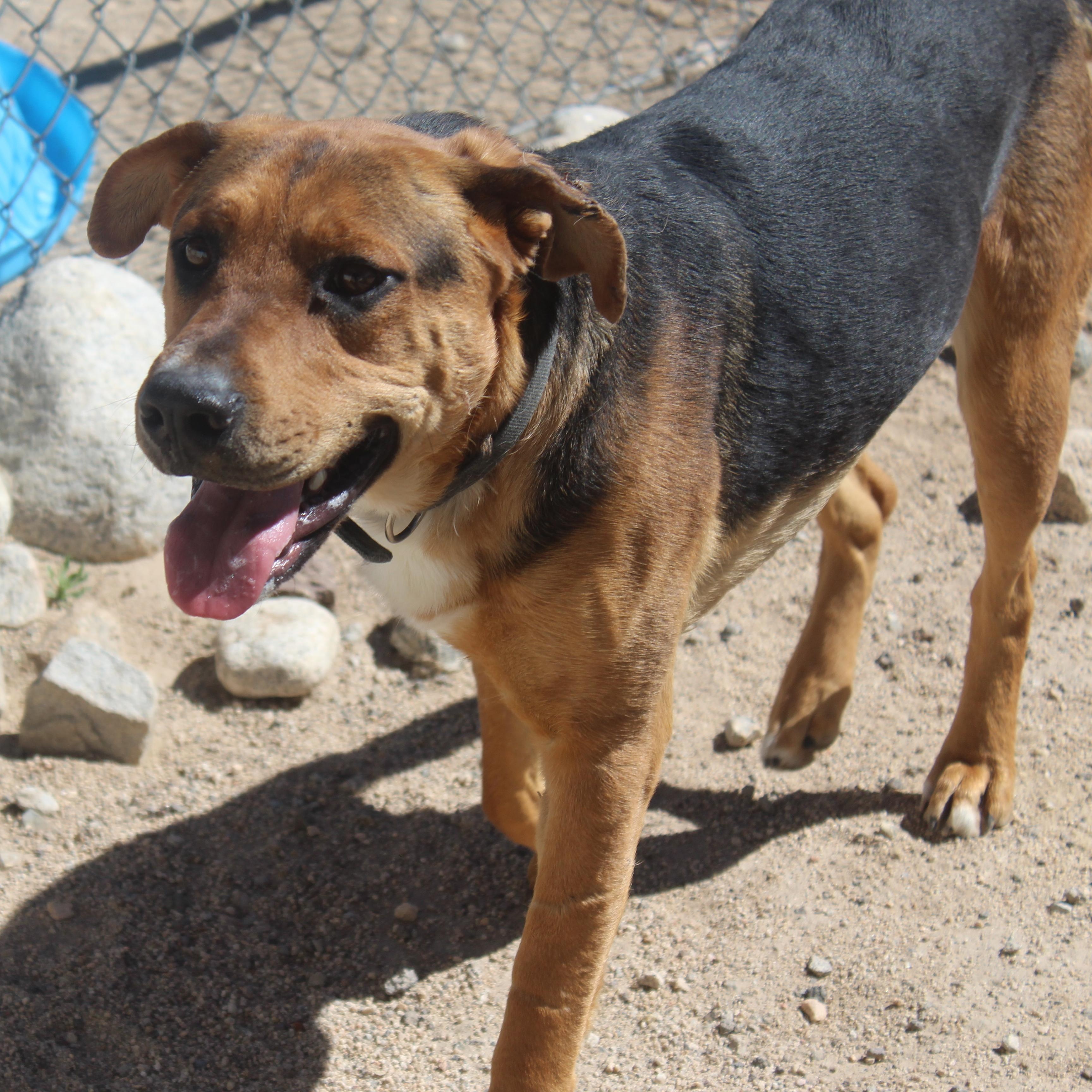 Zero, Adoptable, Adult Male Shepherd.