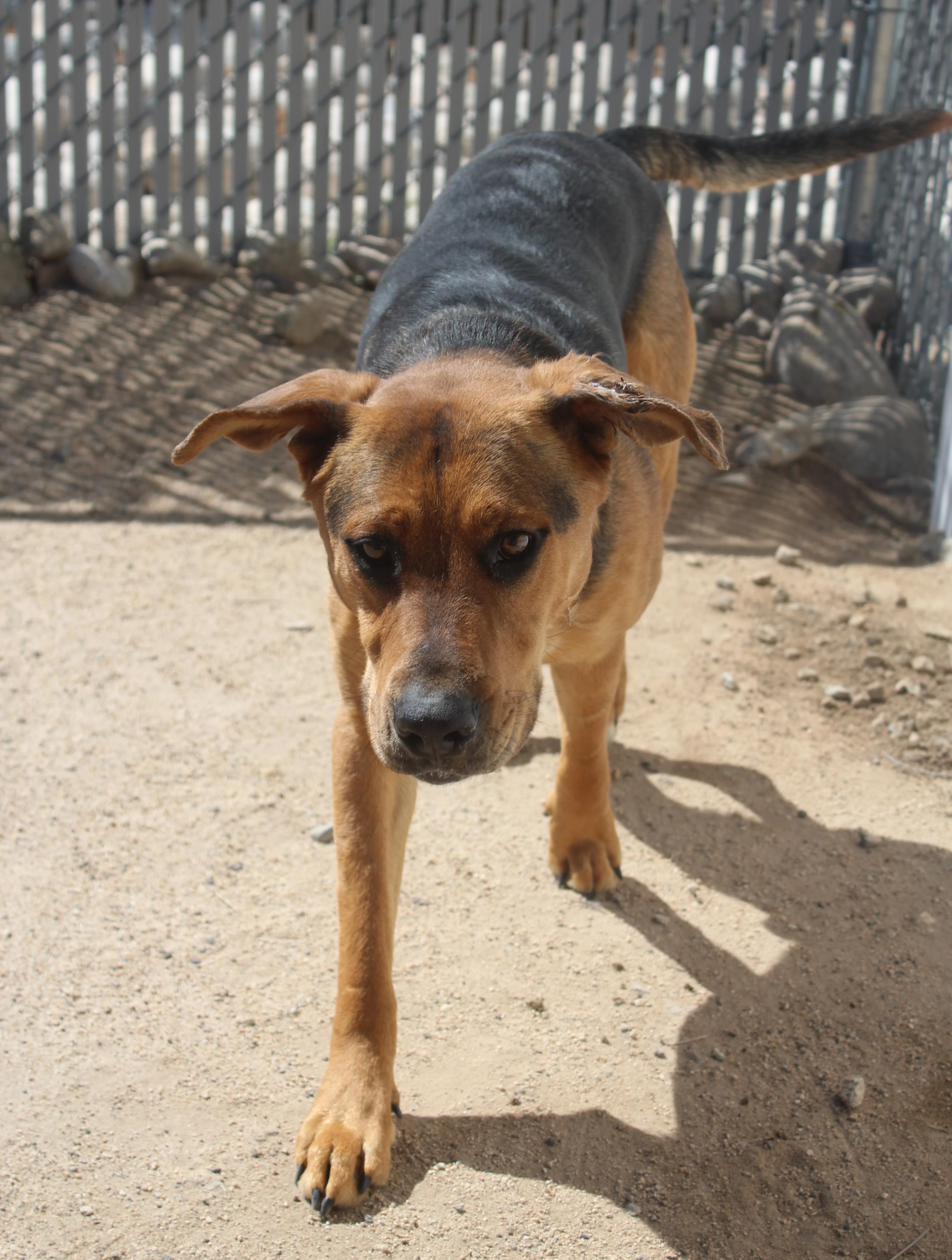 Zero, a Adoptable Shepherd in Yucca Valley, CA image 2/4