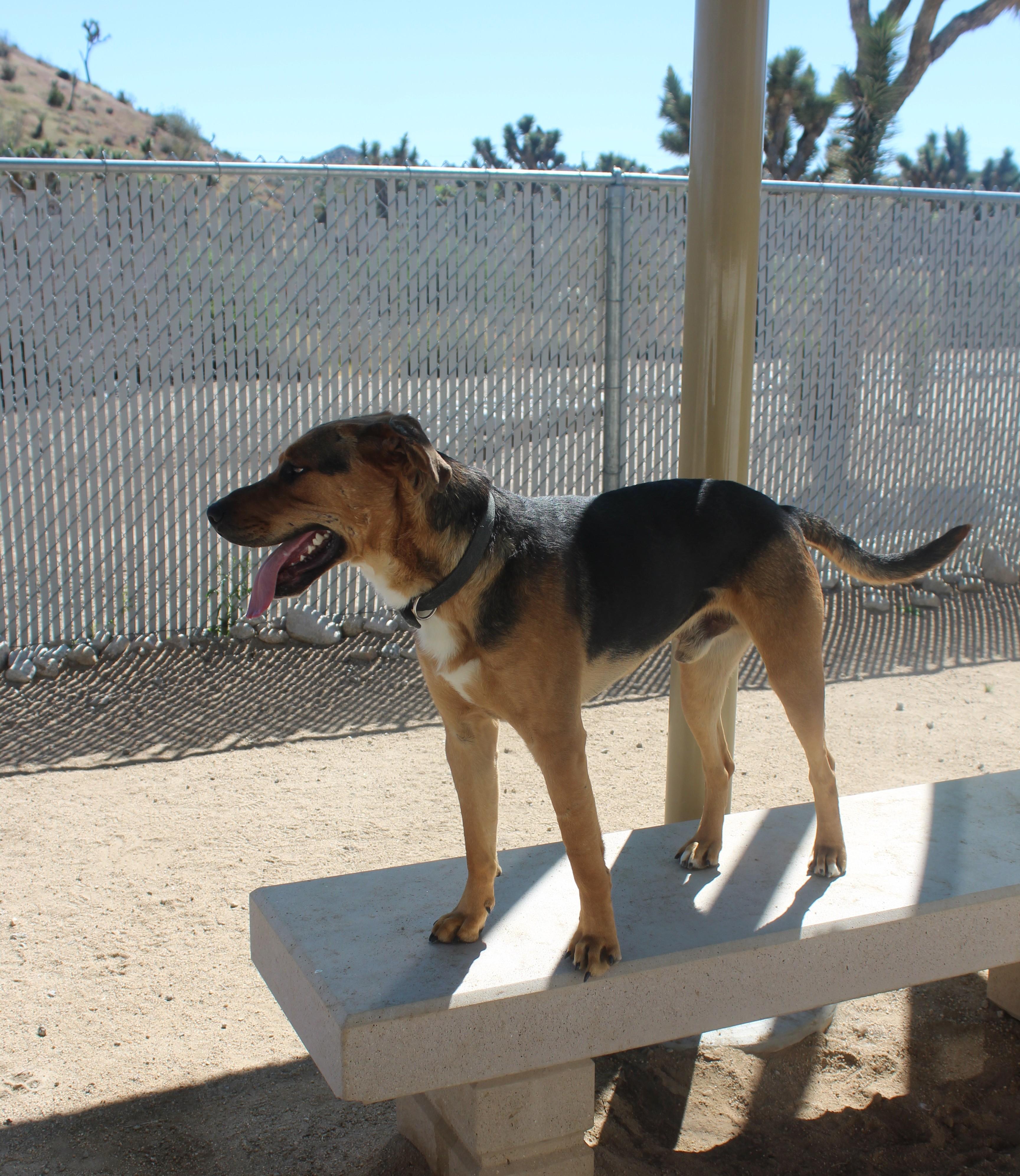 Zero, a Adoptable Shepherd in Yucca Valley, CA image 4/4