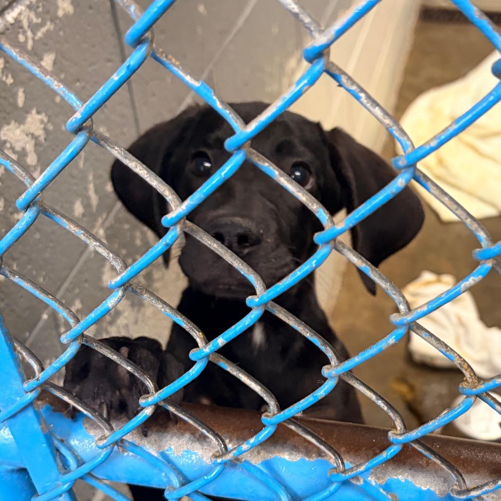 Curly, Adoptable, Puppy Male Hound & Mixed Breed.