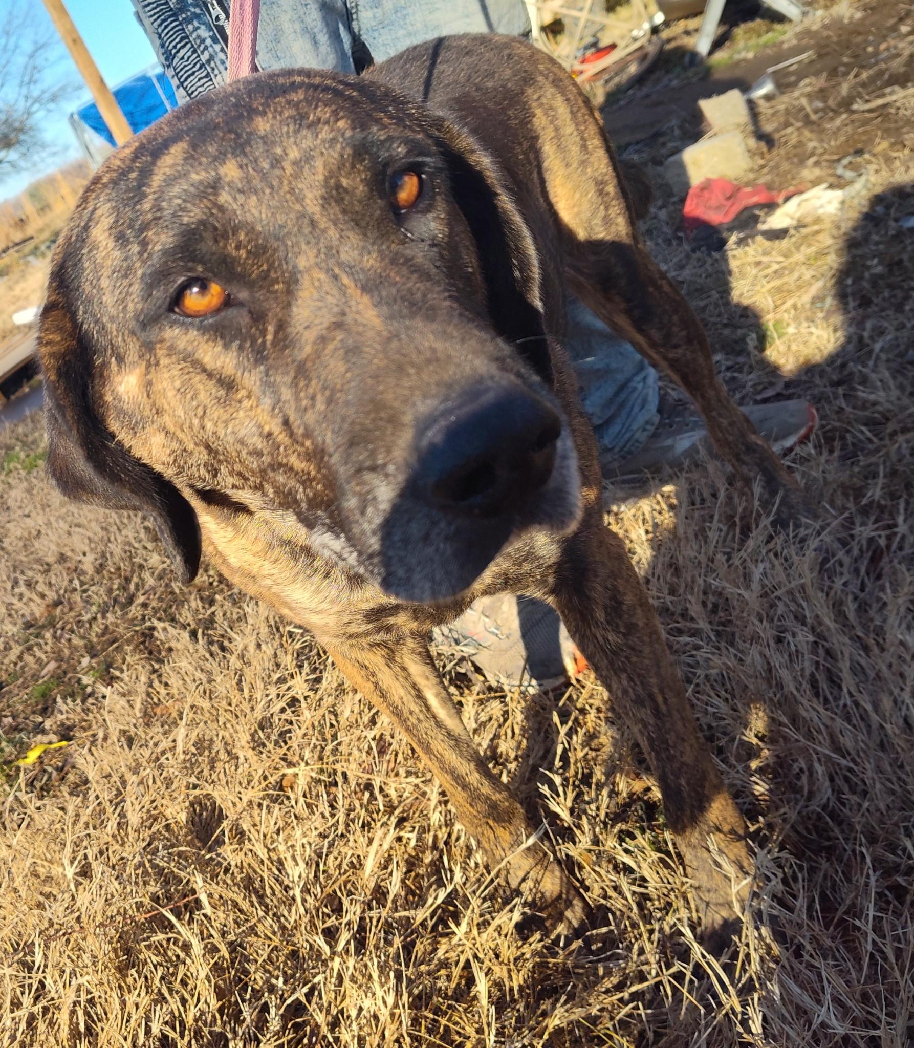 Sugar Bear, Adoptable, Adult Female Hound.