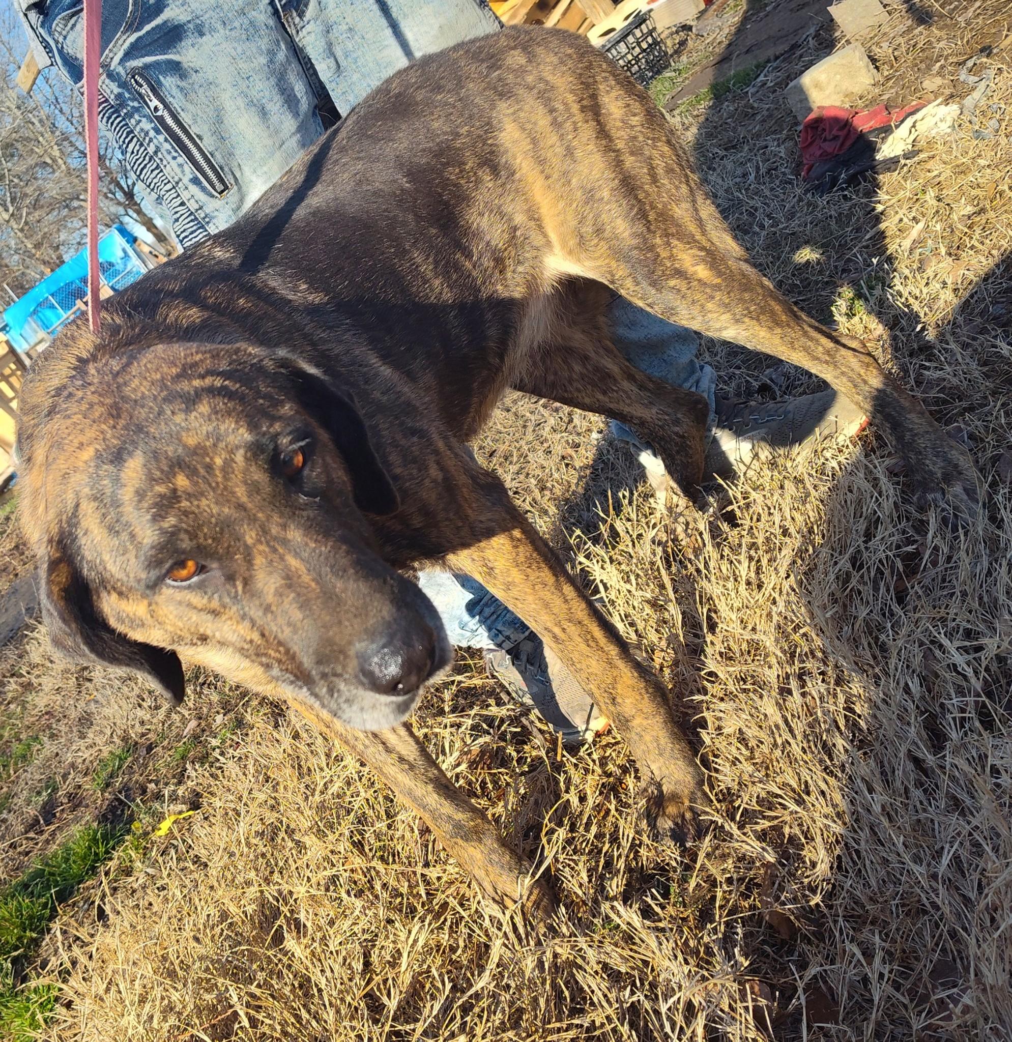 Sugar Bear, a Adoptable mixed breed in Woburn, MA image 3/6