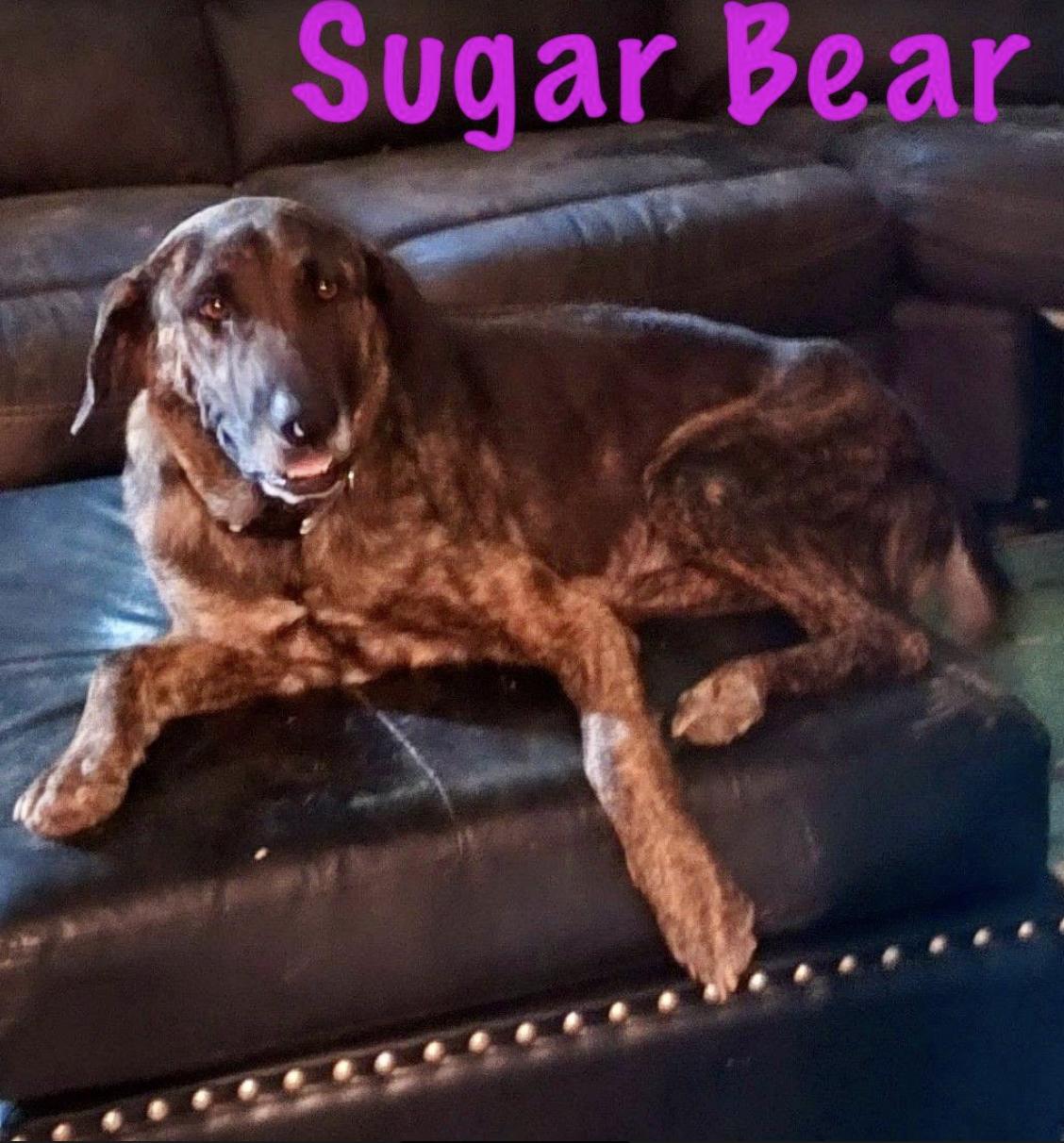 Sugar Bear, a Adoptable mixed breed in Woburn, MA image 5/6