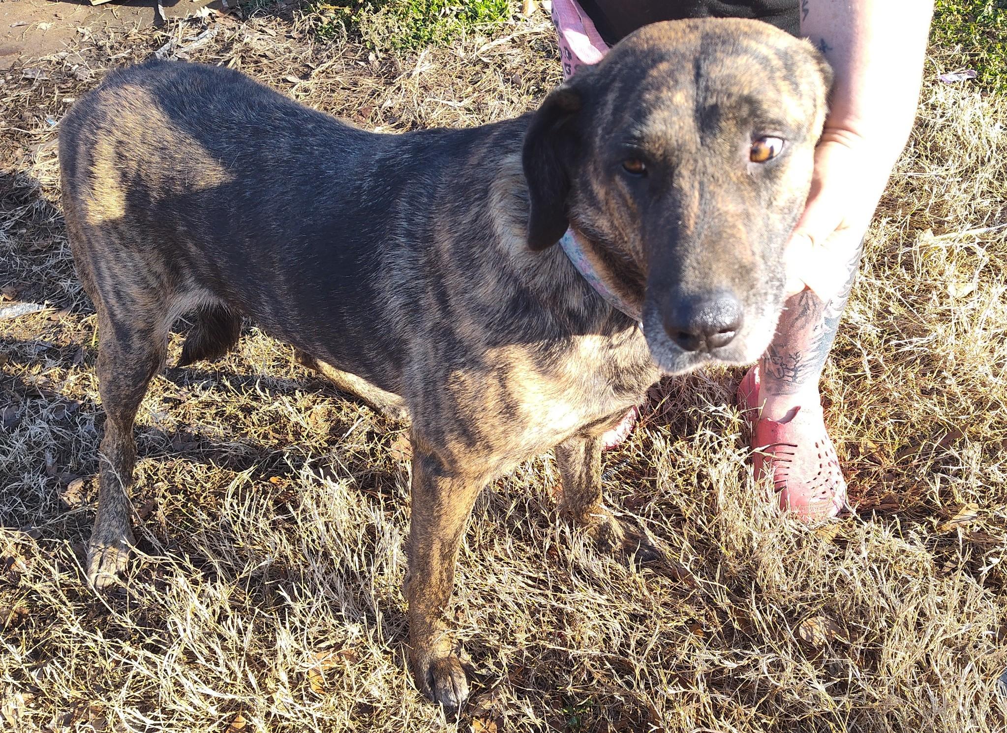 Sugar Bear, a Adoptable mixed breed in Woburn, MA image 4/6