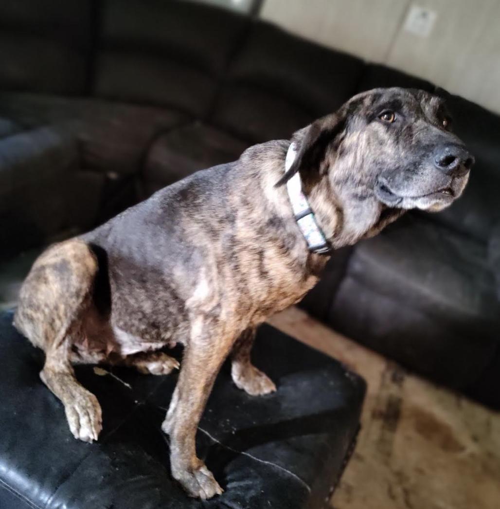 Sugar Bear, a Adoptable mixed breed in Woburn, MA image 6/6