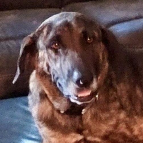 Sugar Bear, a Adoptable mixed breed in Woburn, MA image 2/6