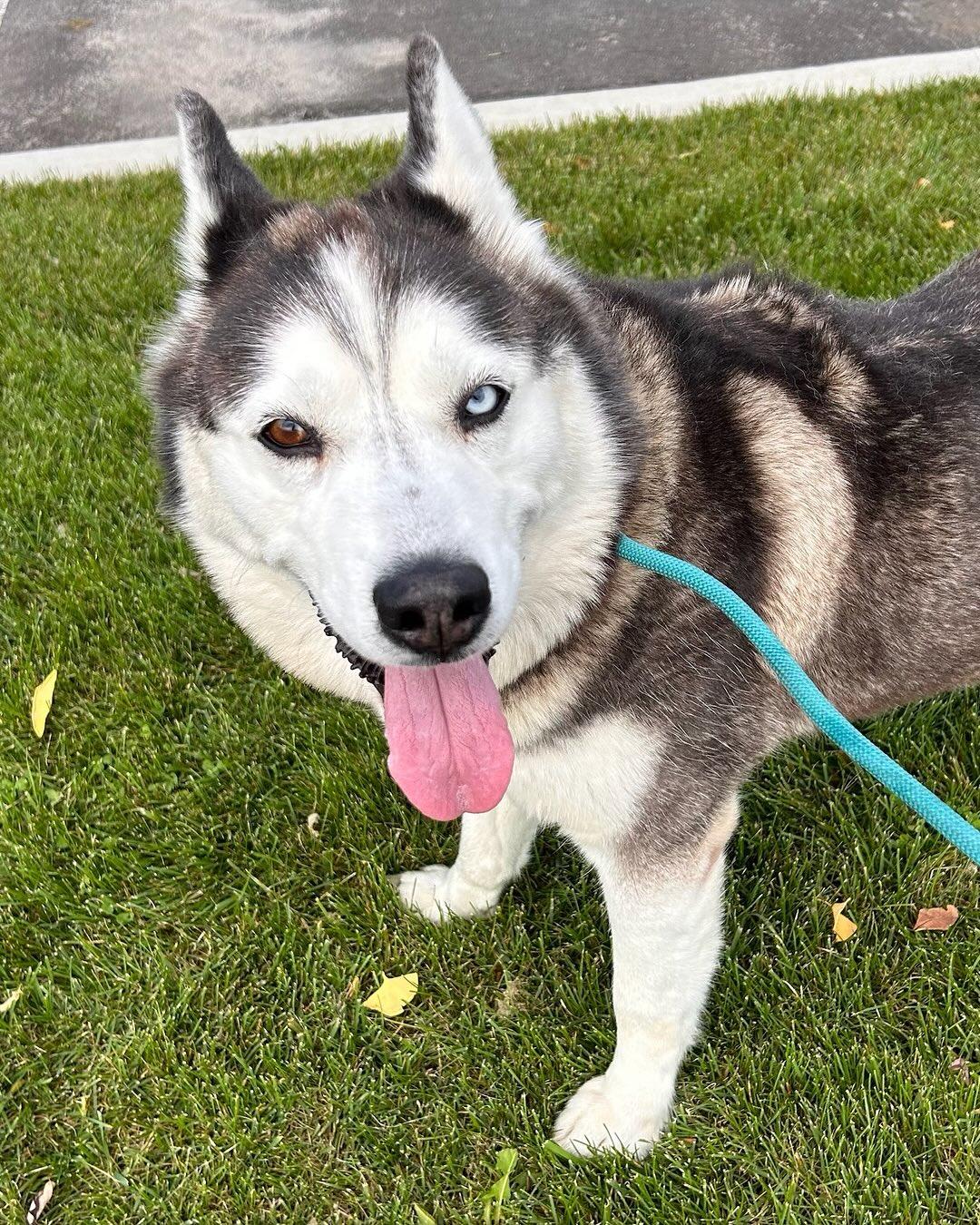 Kozy Tag #1187, Adoptable, Adult Female Husky.