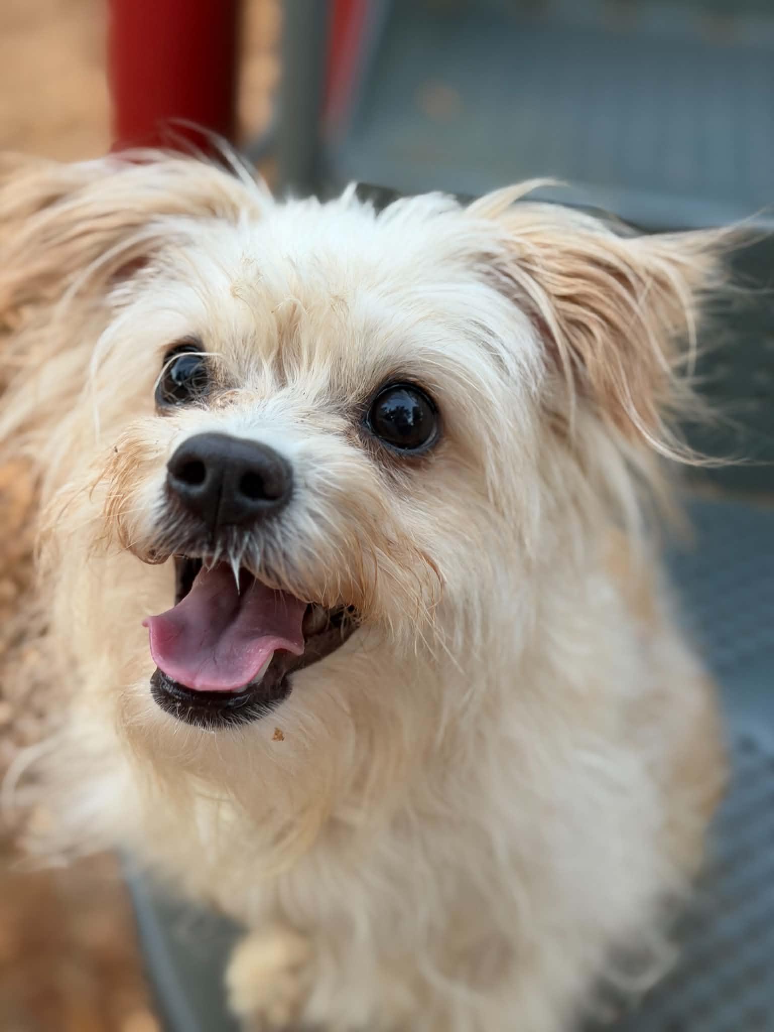 Enlarge Rosie, a Adopted mixed breed in Yamhill, OR image 4/6