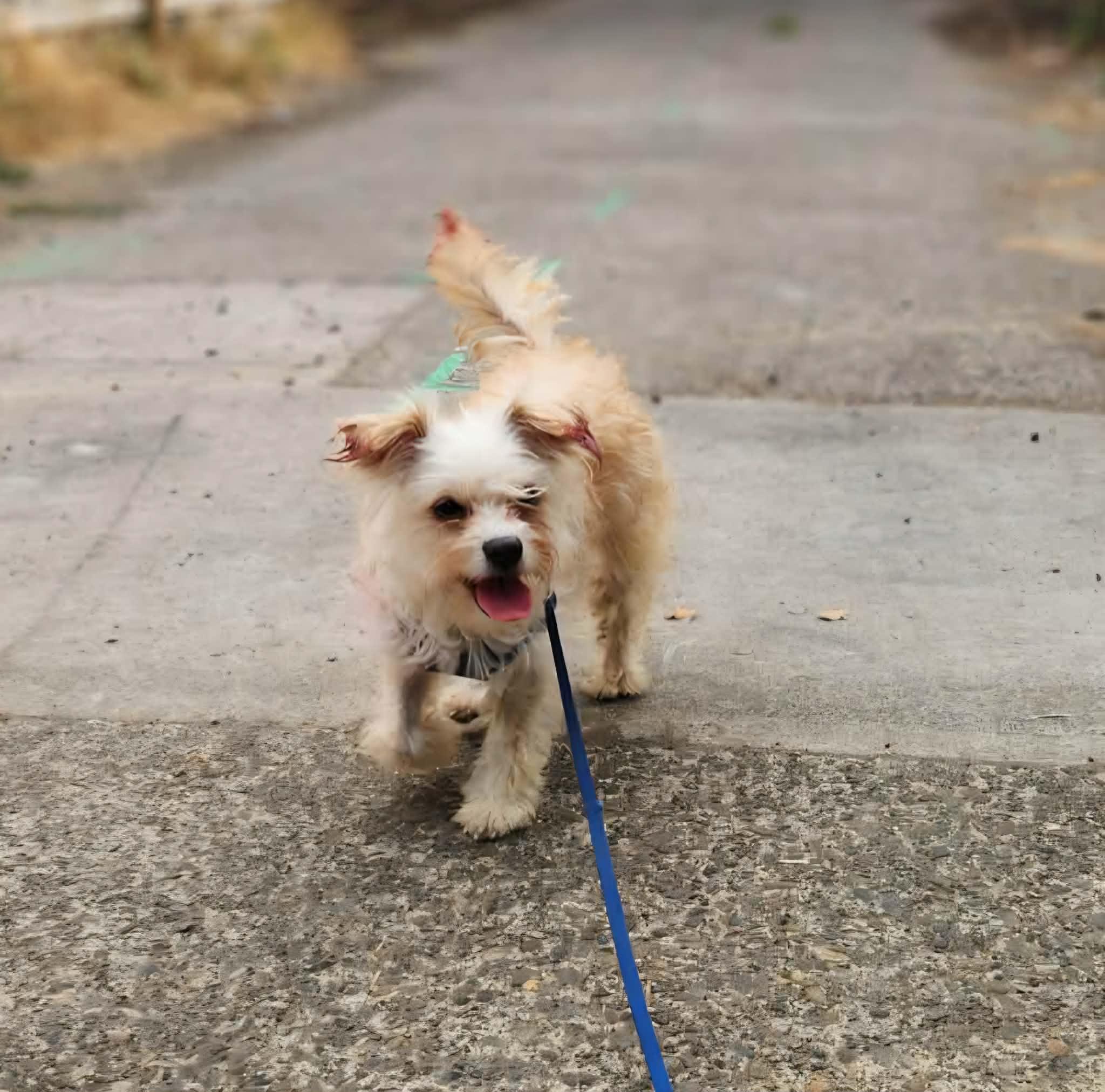 Enlarge Rosie, a Adopted mixed breed in Yamhill, OR image 5/6