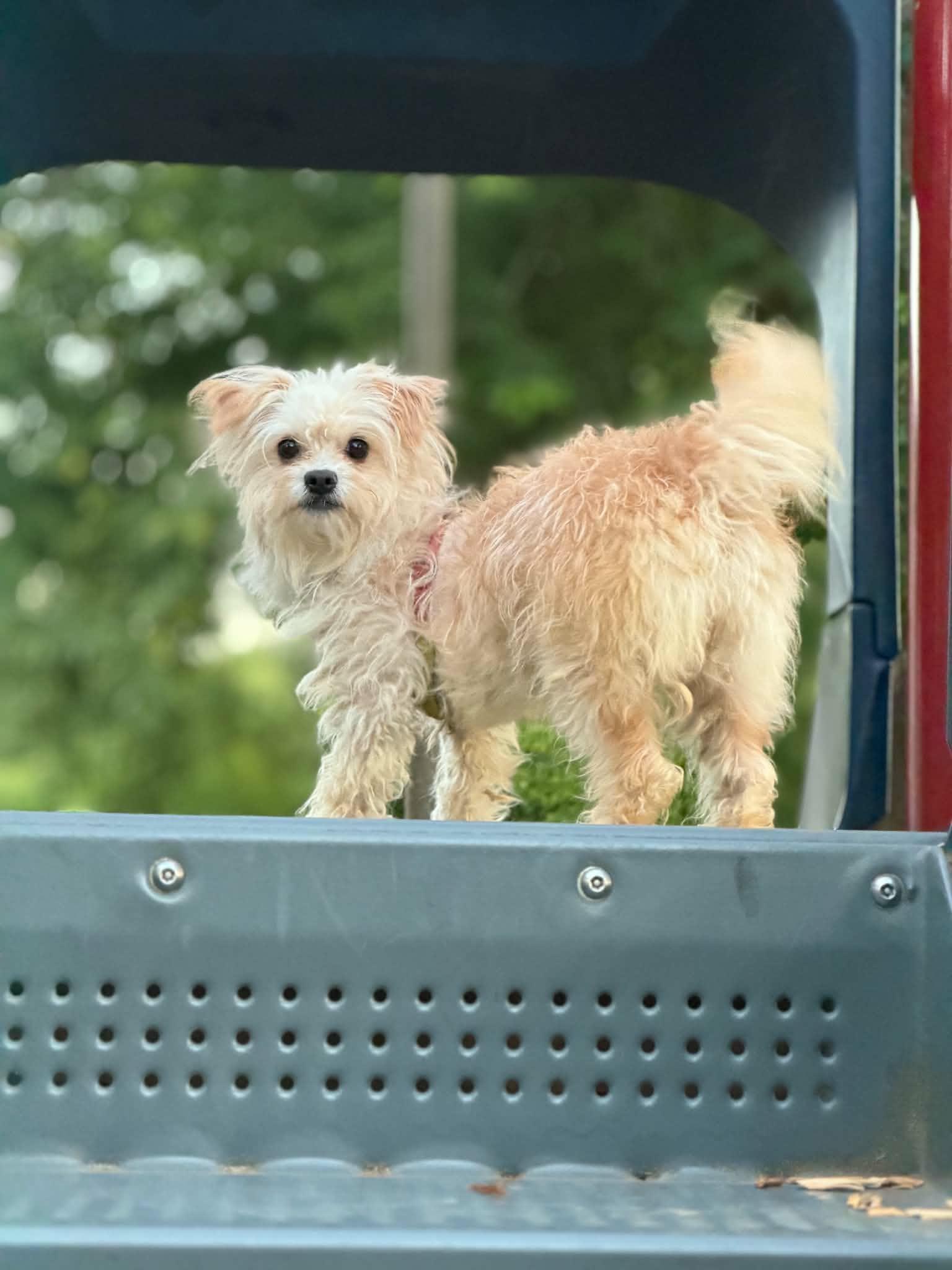 Enlarge Rosie, a Adopted mixed breed in Yamhill, OR image 2/6