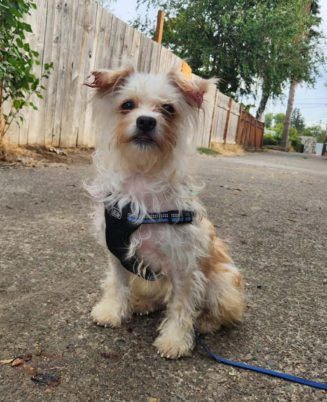 Rosie, Adopted, Young Female Terrier.