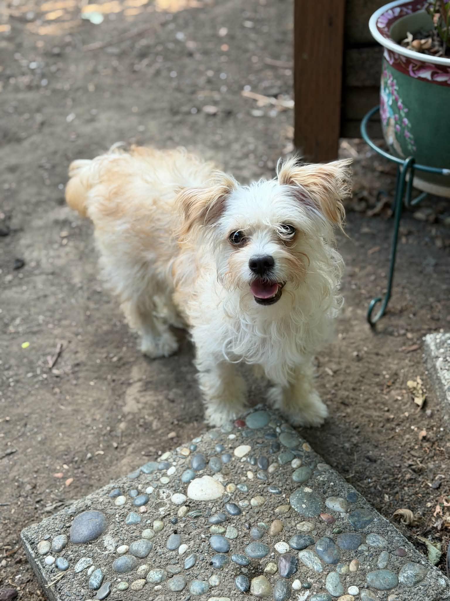 Enlarge Rosie, a Adopted mixed breed in Yamhill, OR image 6/6