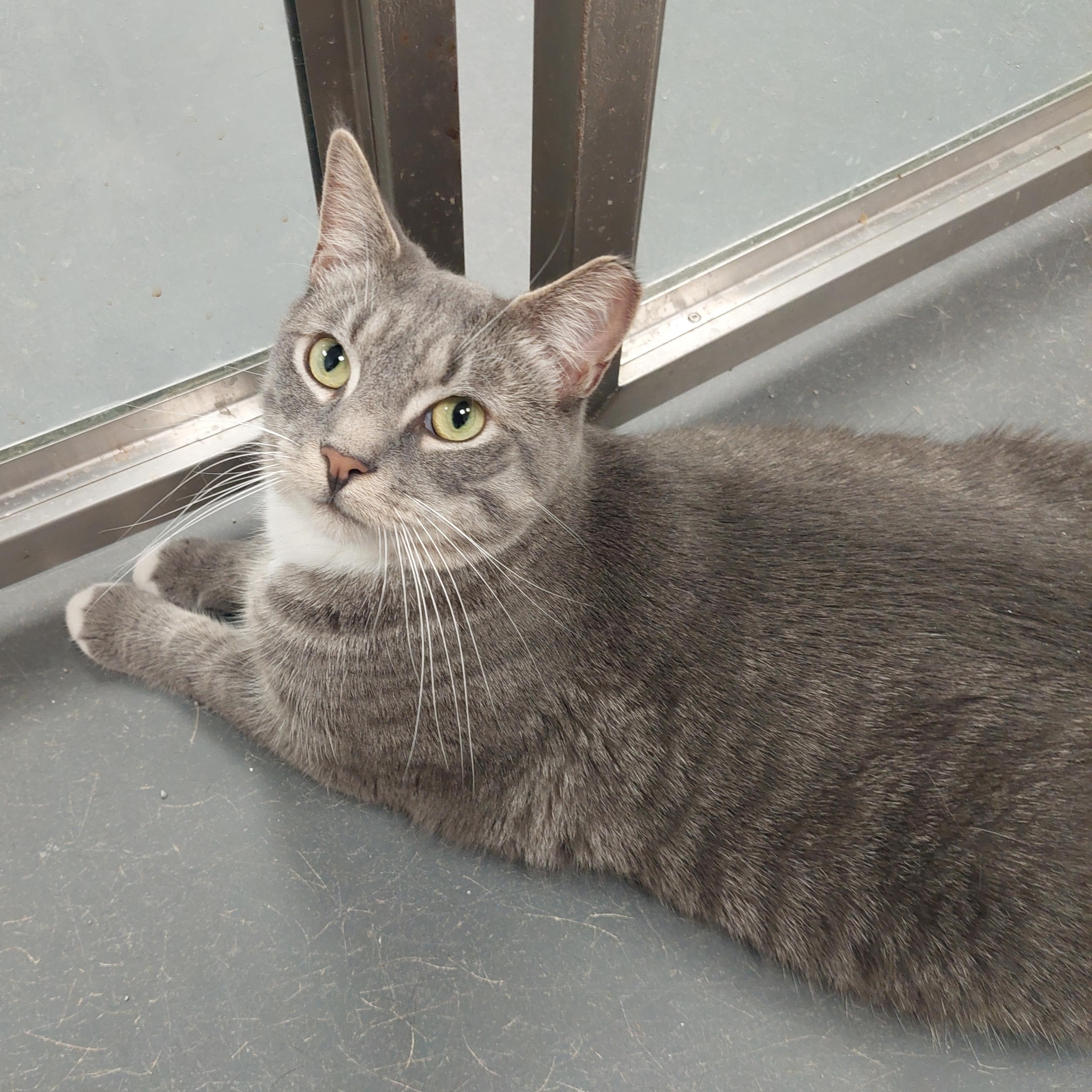 Enlarge Smokey, a Adoptable Domestic Short Hair in Williamsport, PA image 1/1