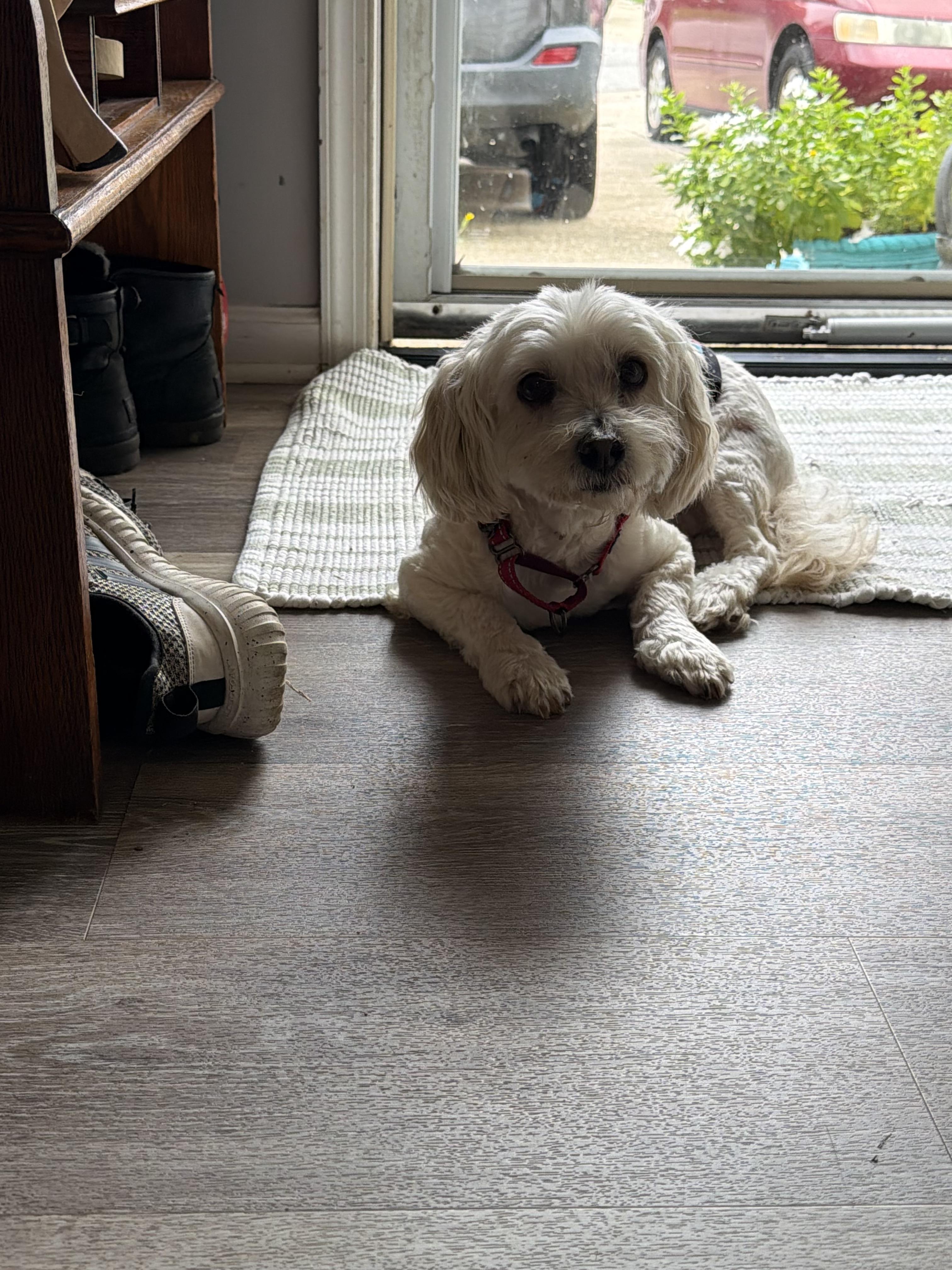 Enlarge Ranger, a Adoptable Maltese in Virginia Beach, VA image 1/2