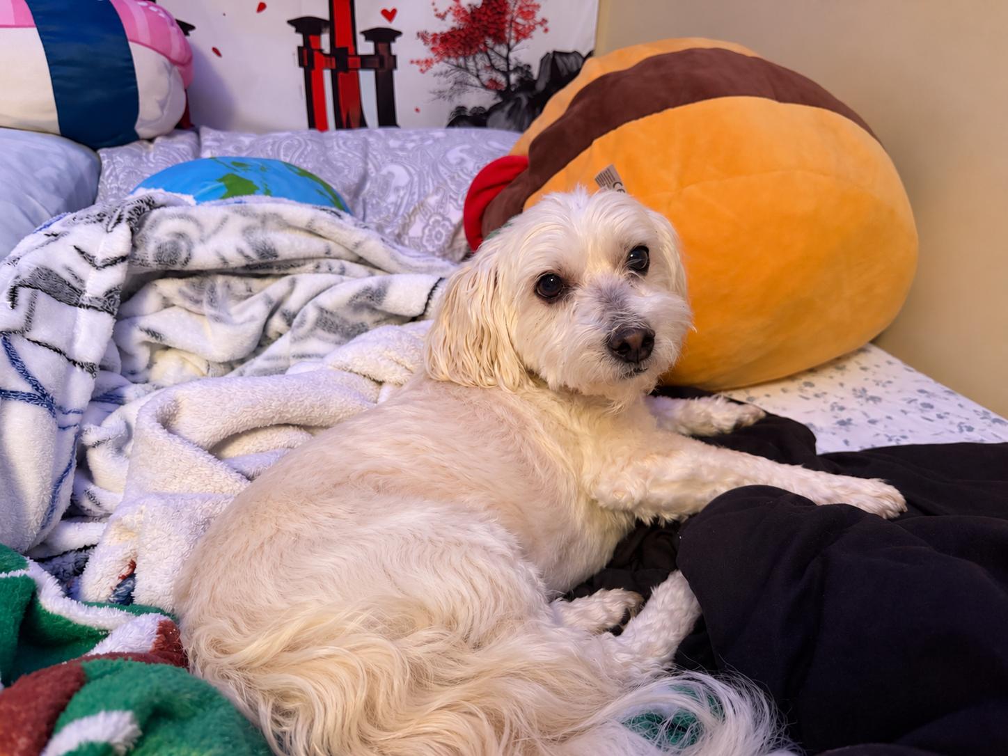 Enlarge Ranger, a Adoptable Maltese in Virginia Beach, VA image 2/2