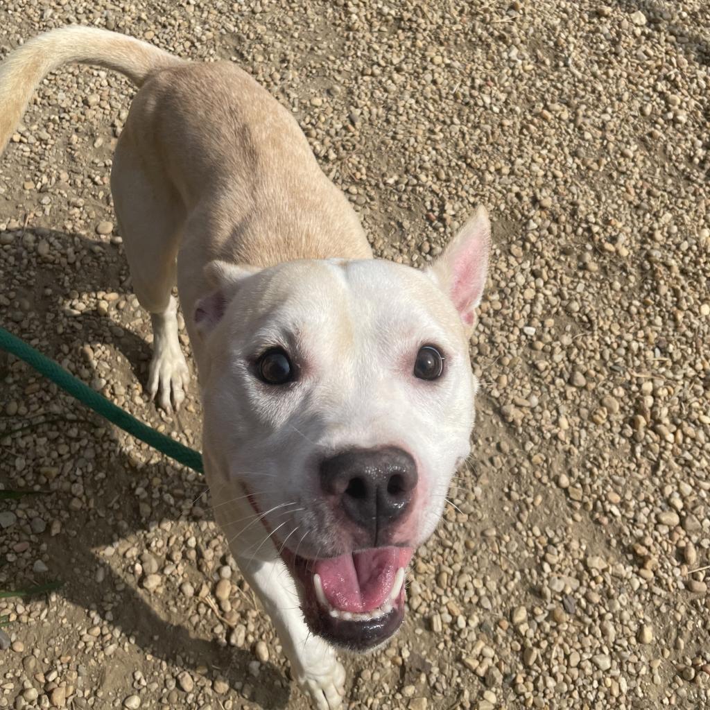 Lukerig, a Adoptable Pit Bull Terrier in Philadelphia, PA image 2/6