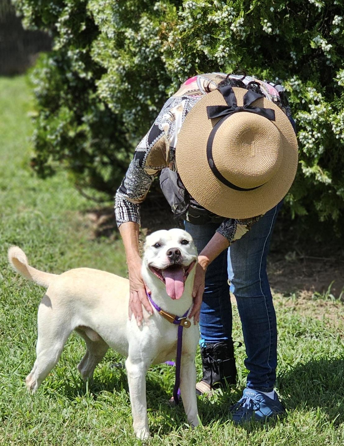 Lukerig, Adoptable, Adult Male Pit Bull Terrier.