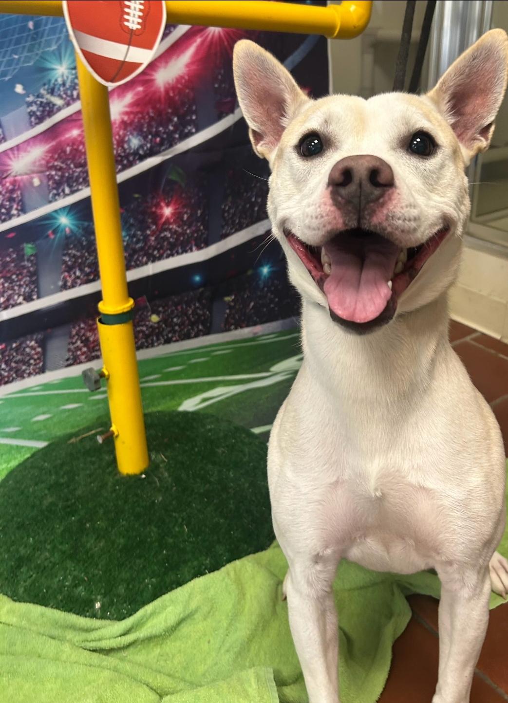 Lukerig, a Adoptable Pit Bull Terrier in Philadelphia, PA image 3/6
