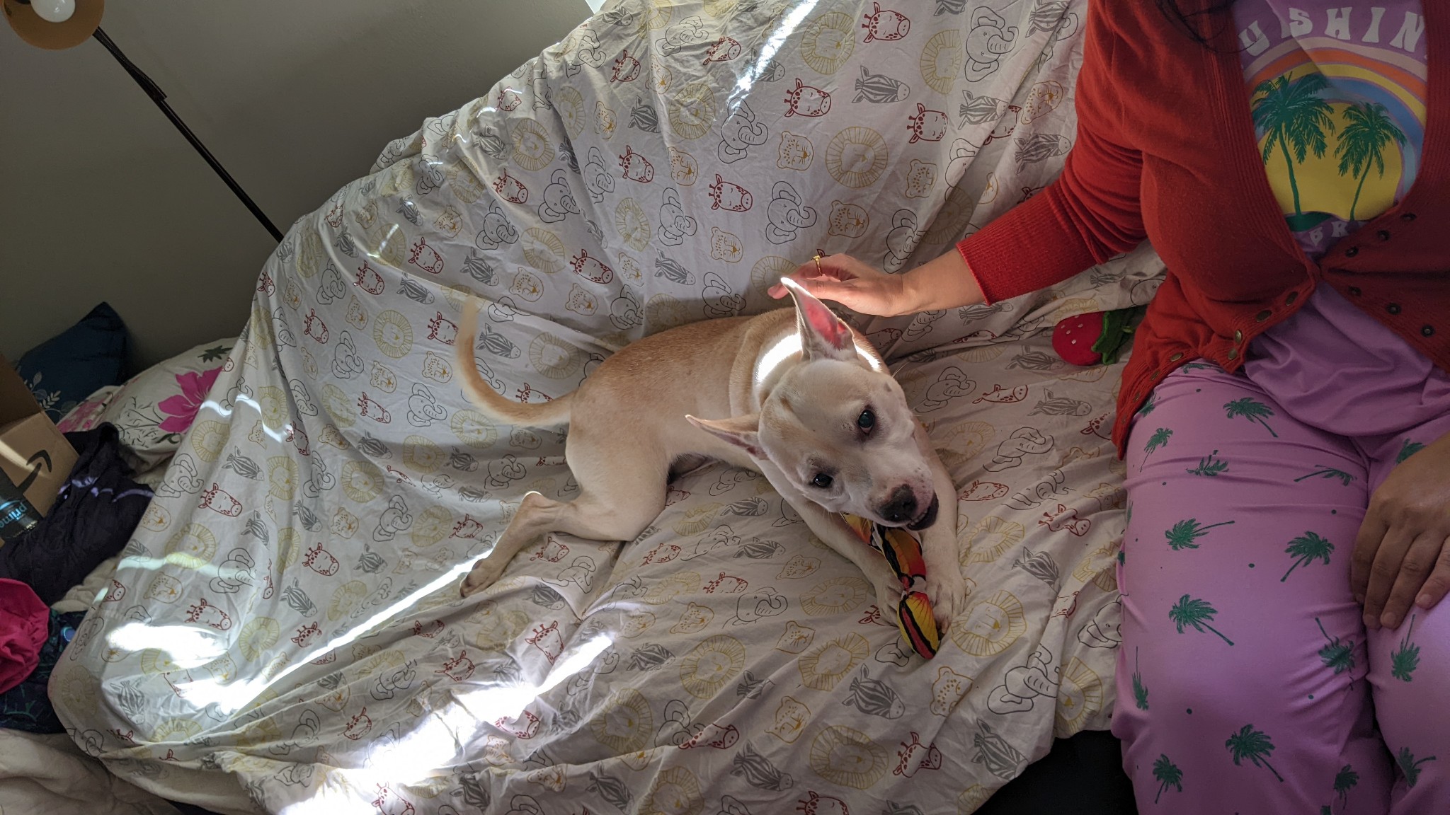 Lukerig, a Adoptable Pit Bull Terrier in Philadelphia, PA image 5/6