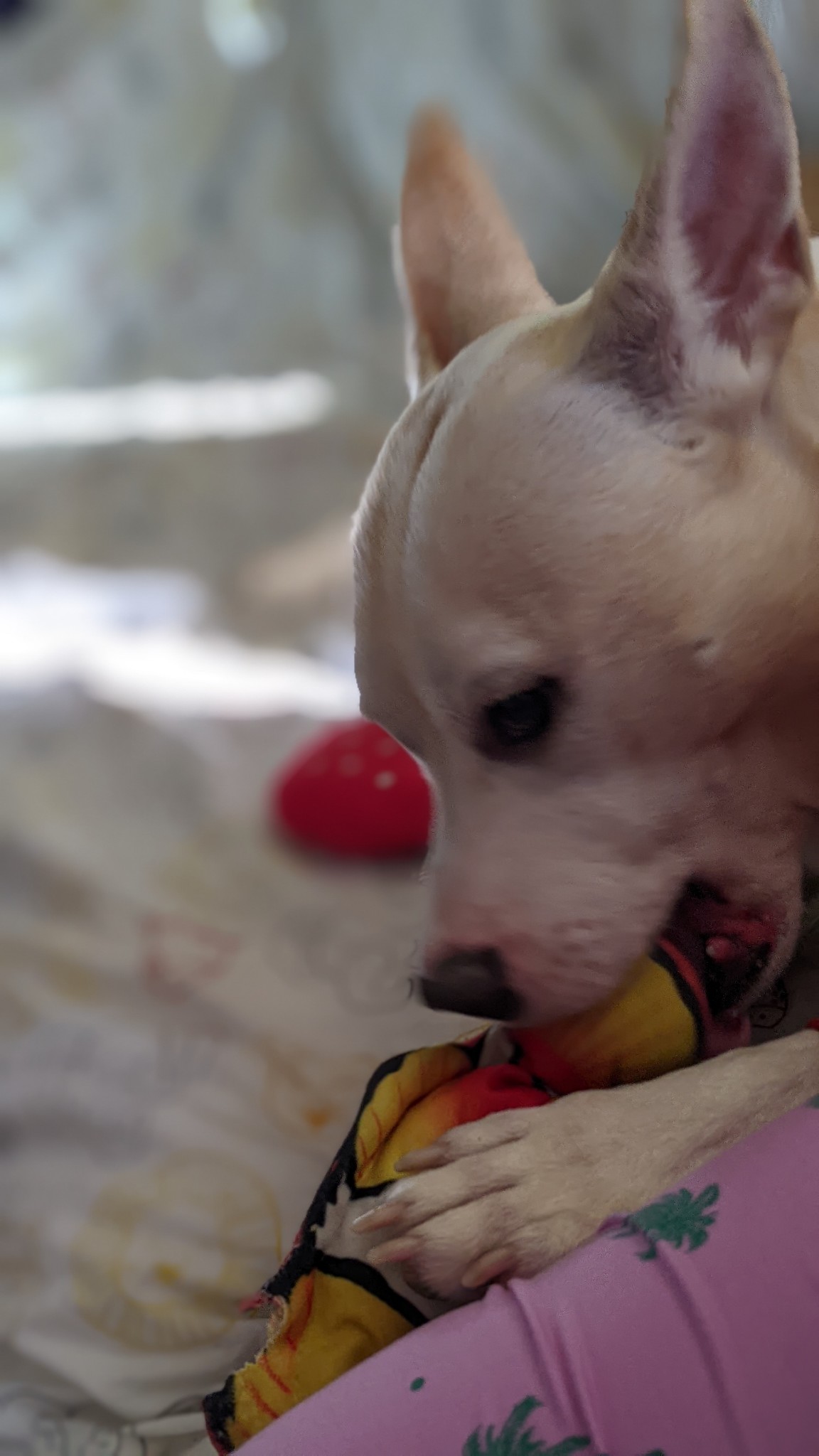 Lukerig, a Adoptable Pit Bull Terrier in Philadelphia, PA image 6/6